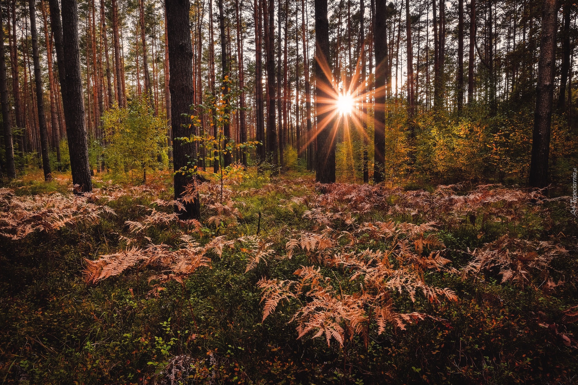 Jkesień, Las, Paprocie, Promienie słońca