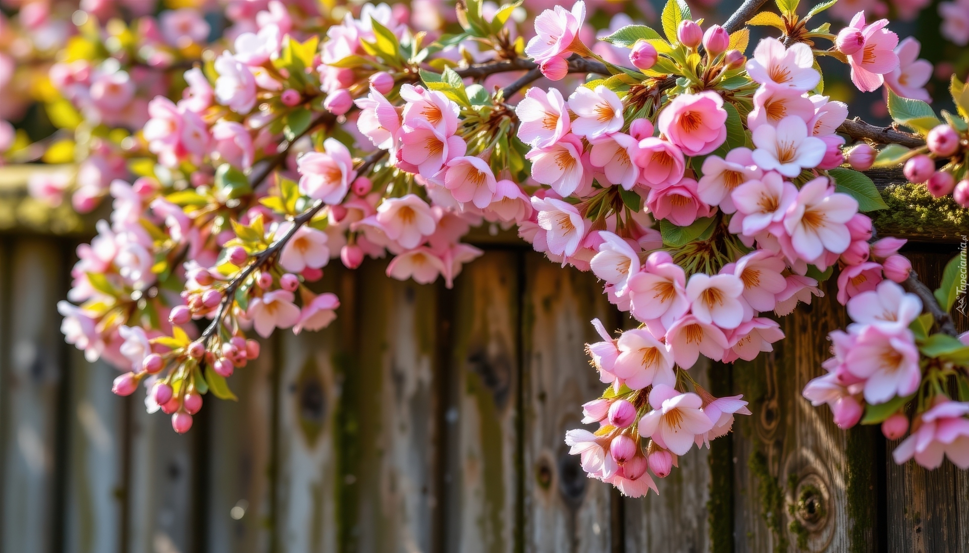 Różowe, Kwiaty, Gałązki, Drzewo owocowe, Drewniany, Płot, Grafika AI