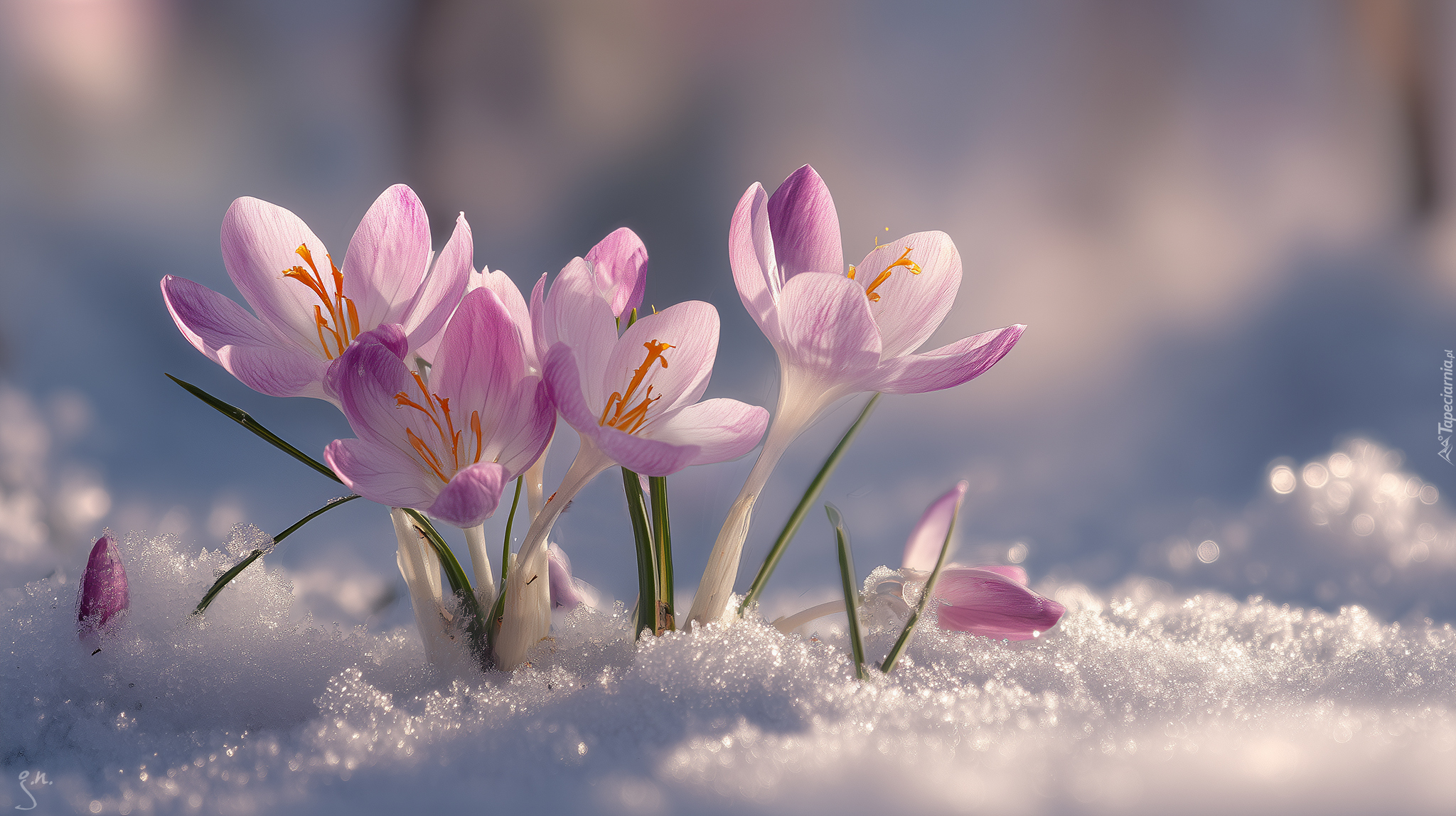 Różowe, Krokusy, Śnieg, Grafika AI