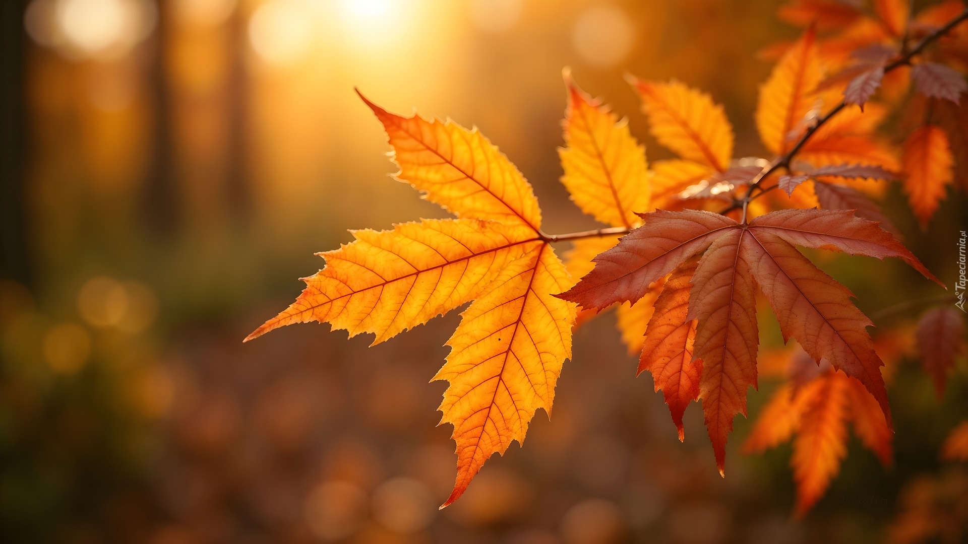 Pożółkłe, Jesienne, Liście