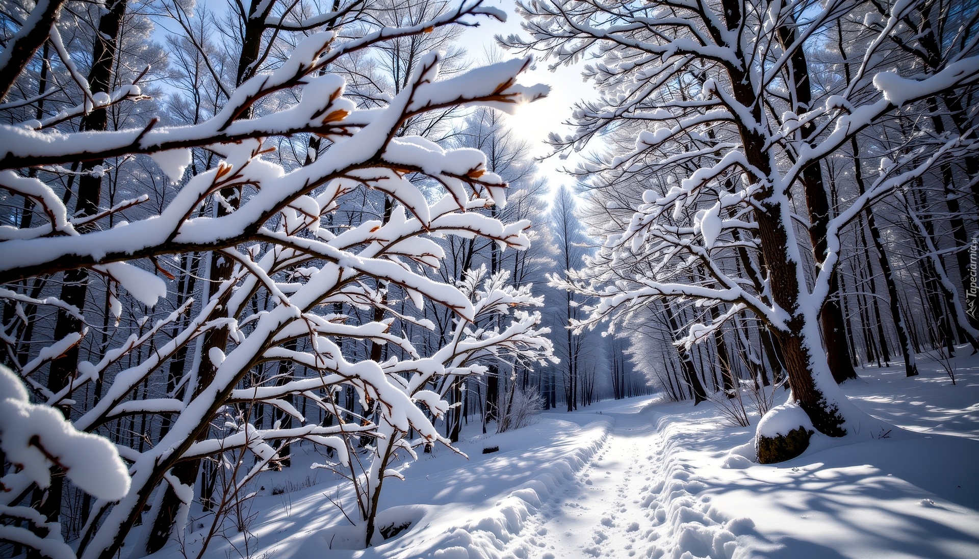 Ośnieżone, Gałęzie, Śnieg, Droga, Drzewa, Las, Grafika AI