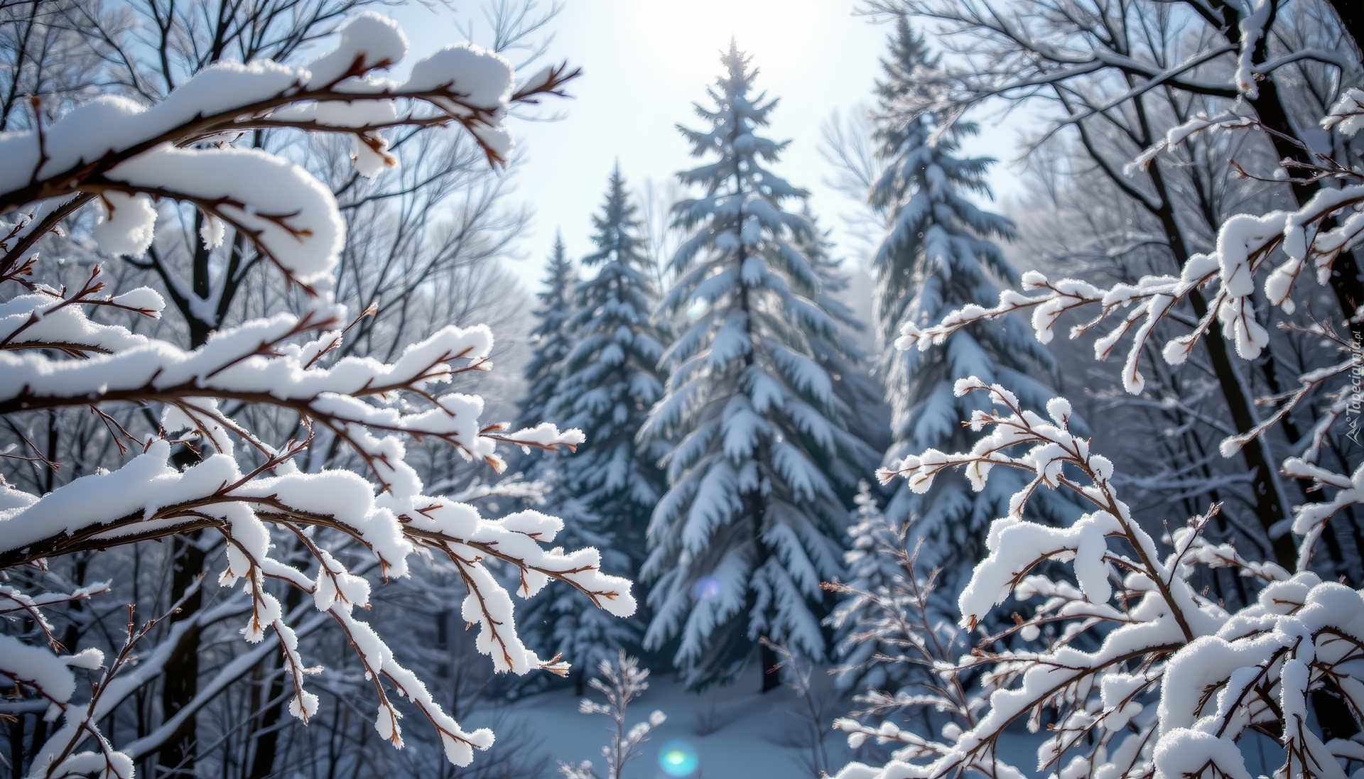 Zima, Ośnieżone, Gałązki, Drzewa, Las, Grafika AI