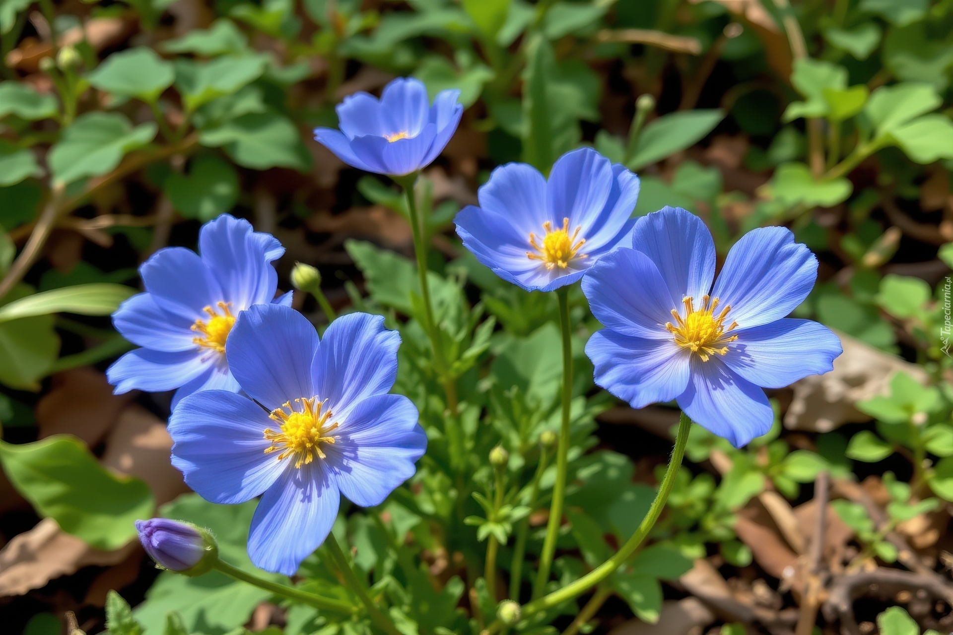 Rozwinięte, Niebieskie, Kwiaty