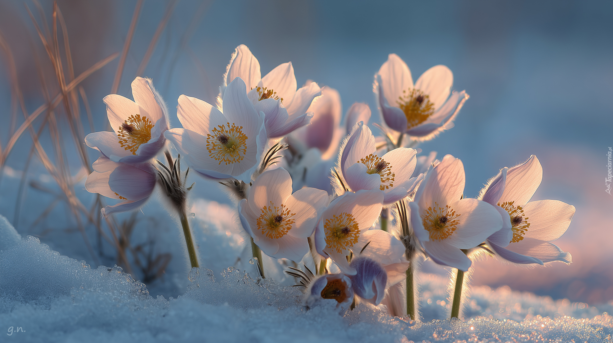 Sasanki, Kwiaty, Grafika AI, Śnieg