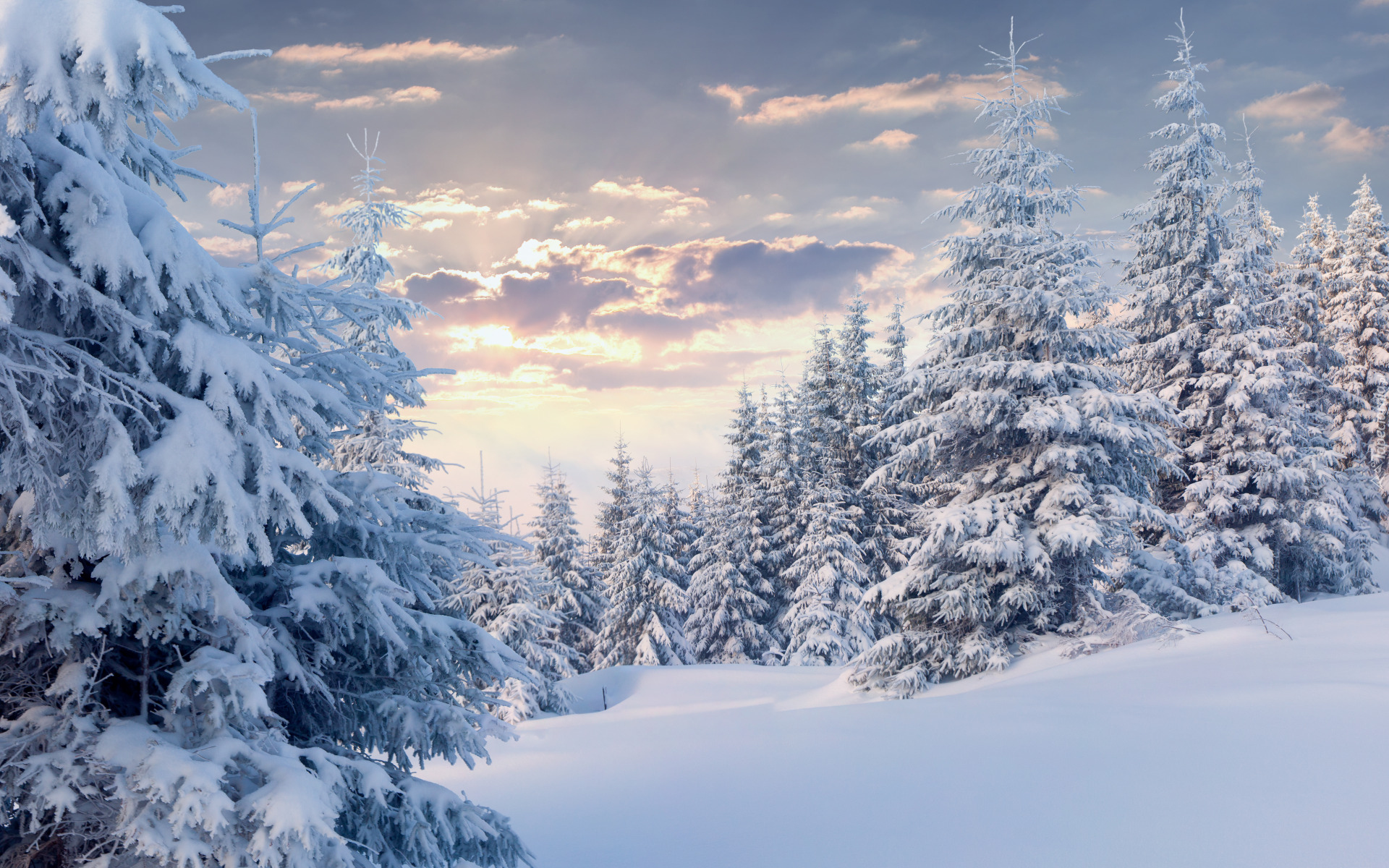 Zima, Śnieg, Las, Ośnieżone, Drzewa, Świerki, Chmury