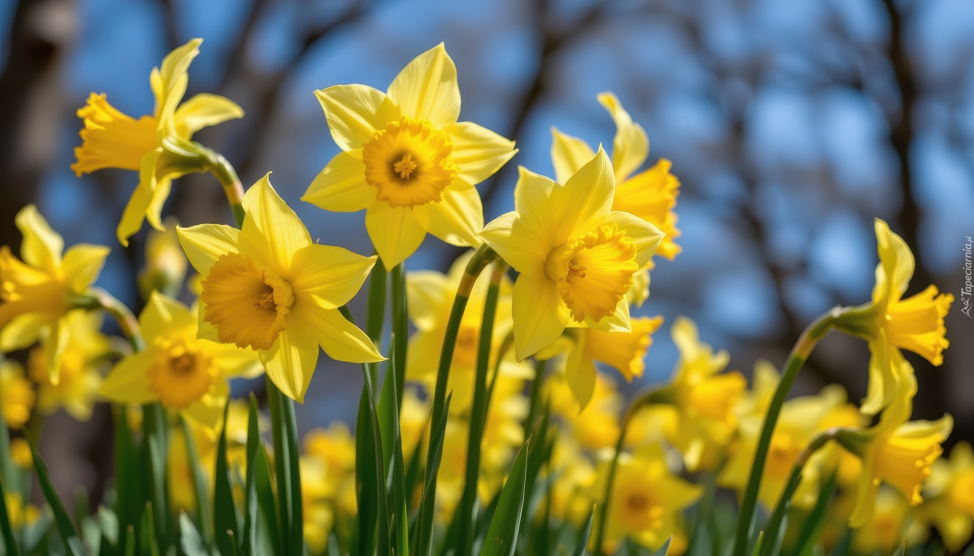 Rozwinięte, Żółte, Kwiaty, Narcyzy żonkile, Zbliżenie