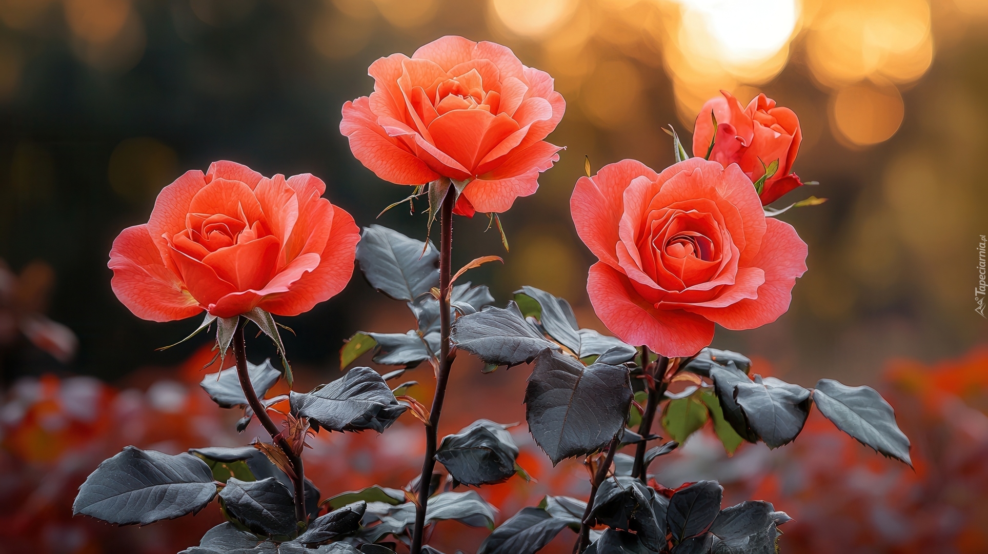 Rozświetlone, Czerwone, Róże