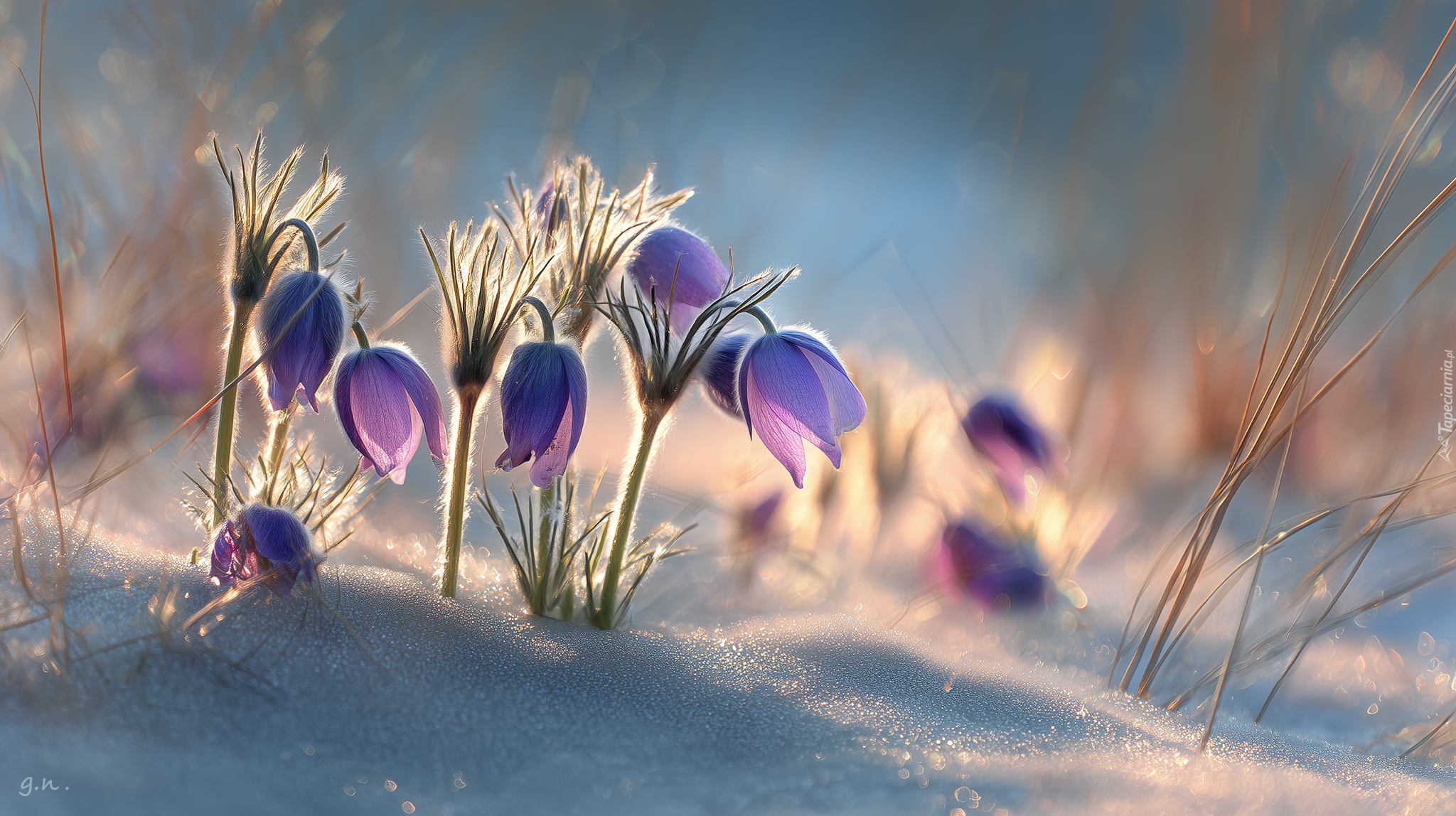 Fioletowe, Sasanki, Kwiaty, Śnieg, Grafika AI