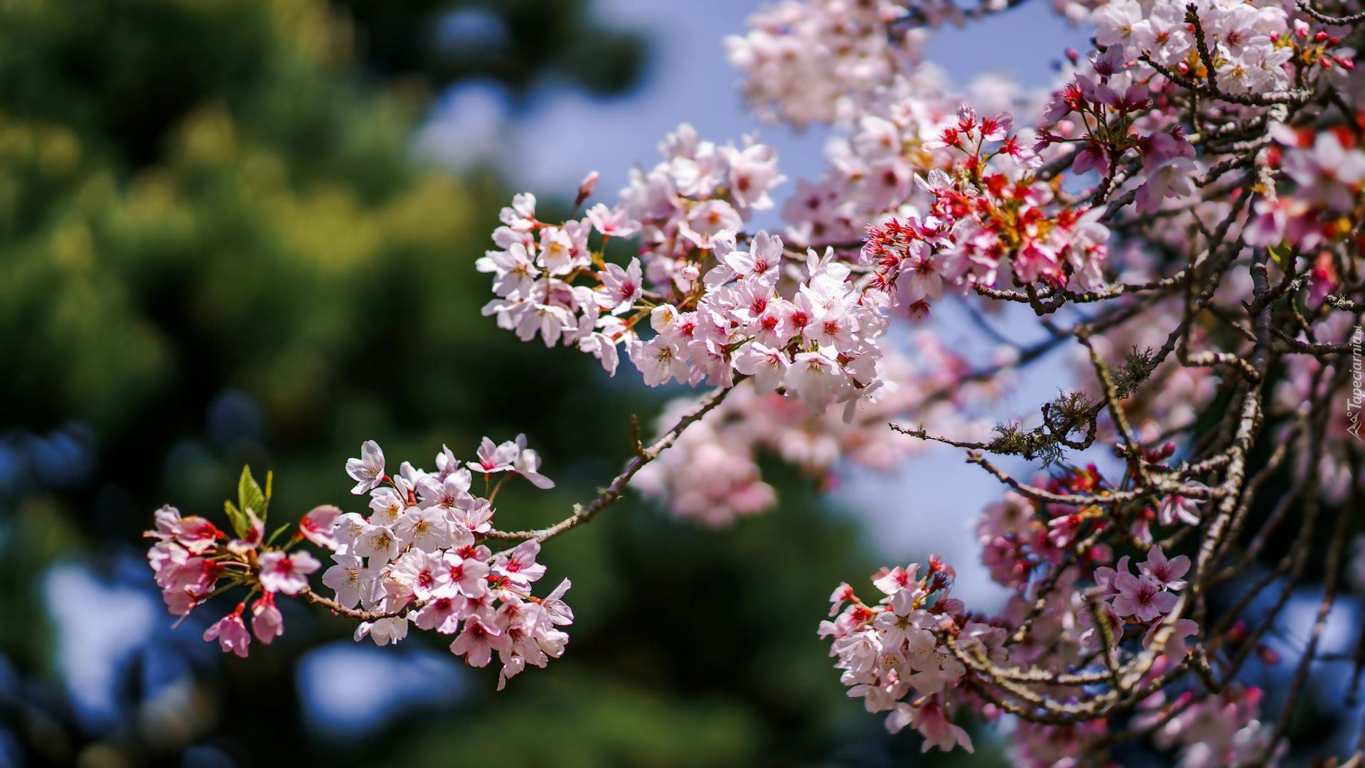 Gałązka, Jasno-różowe, Kwiaty