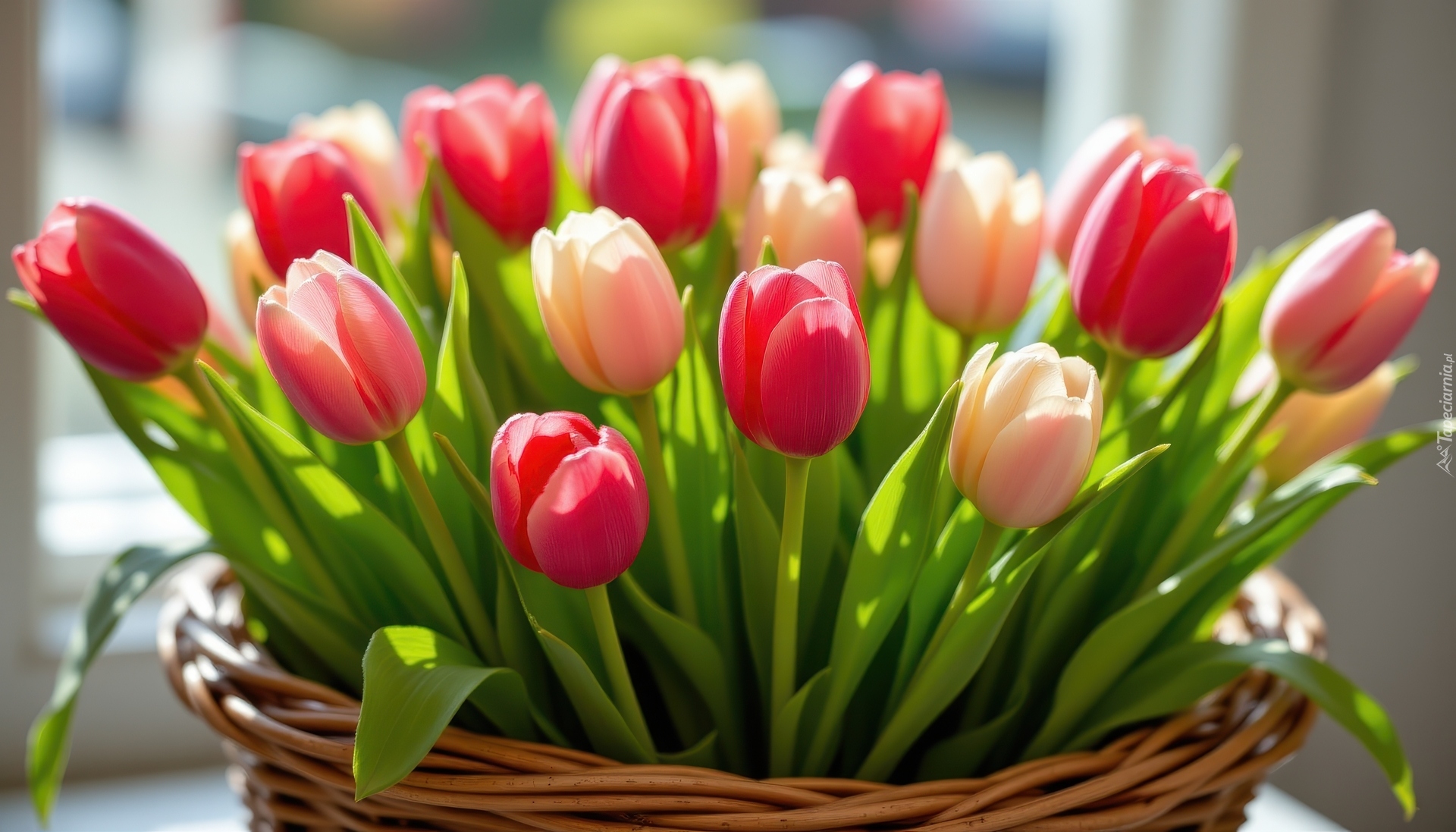 Kwiaty, Tulipany, Koszyk