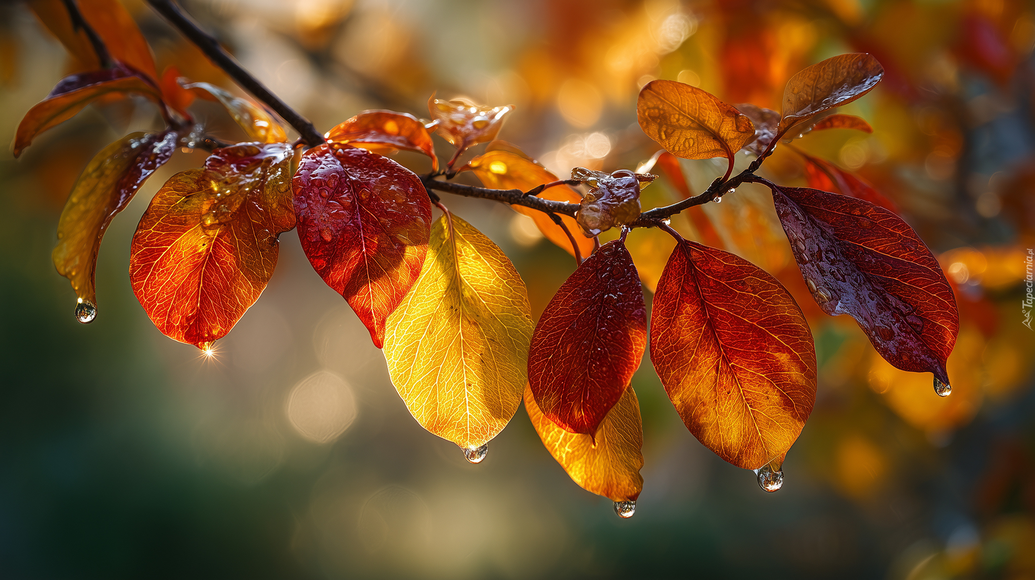 Gałązka, Jesienne, Liście, Krople, Grafika, AI