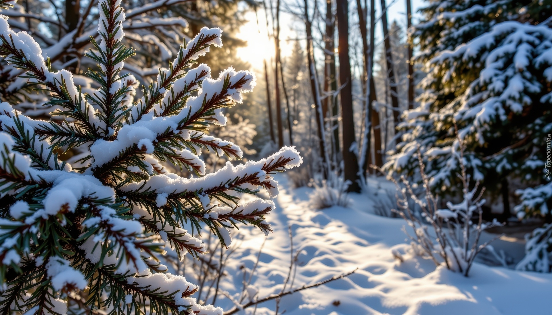 Zima, Ośnieżone, Gałązki, Drzewa, Las, Poranek, Grafika AI