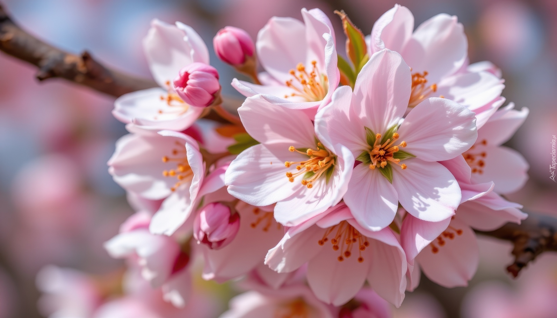 Różowe, Kwiaty, Grafika AI, Drzewo owocowe