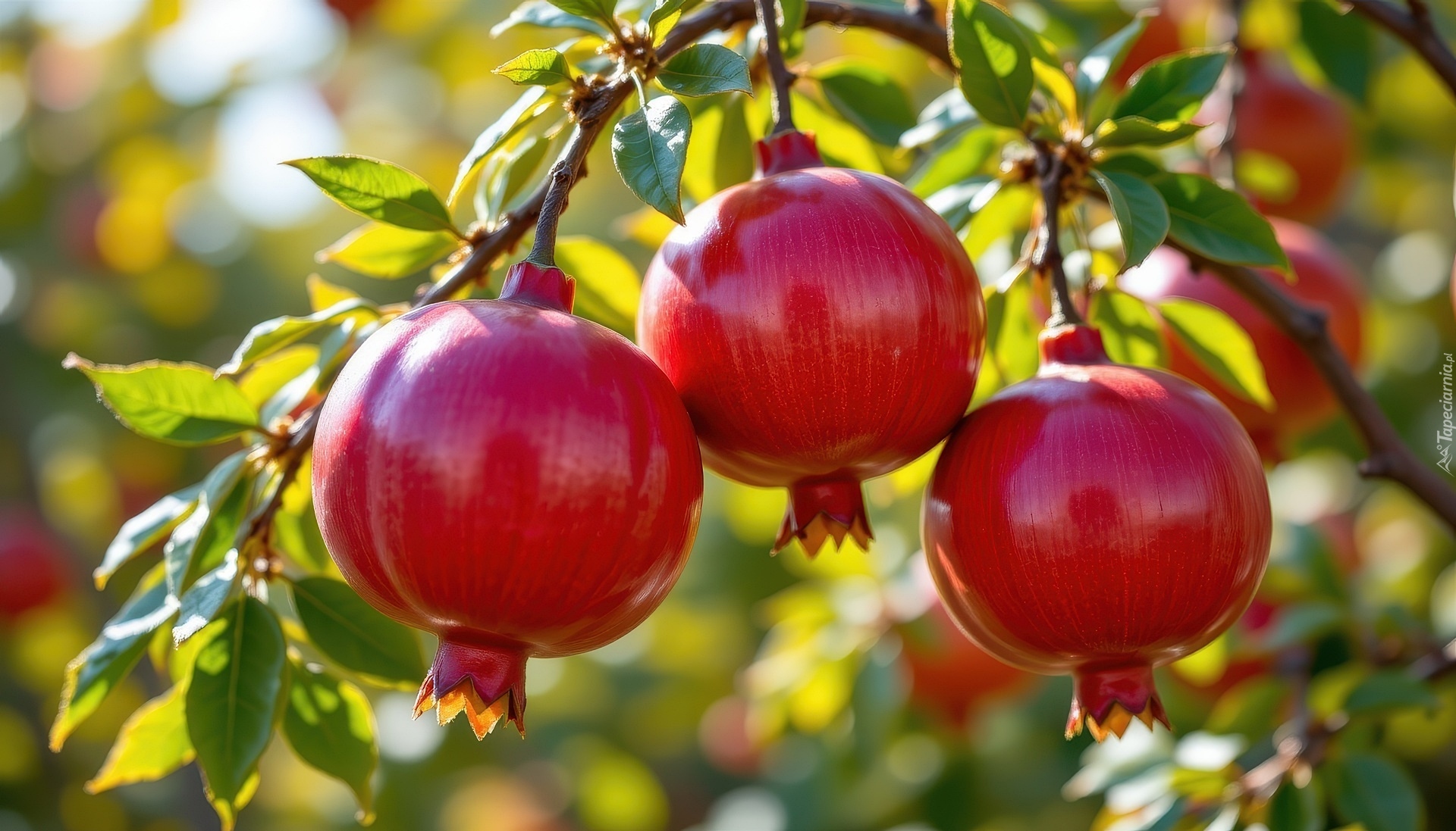 Granaty, Dojrzałe, Owoce, Grafika AI