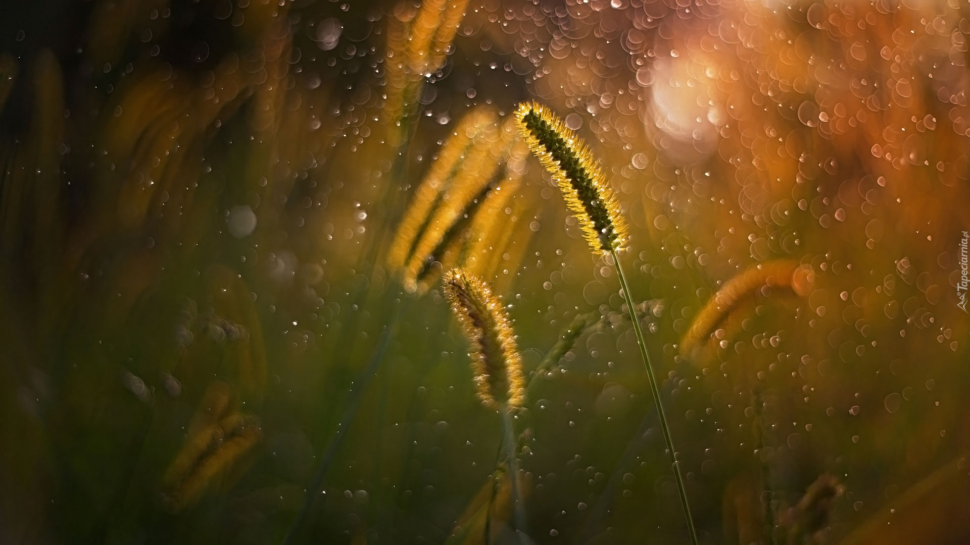 Trawa, Źdźbła, Bokeh