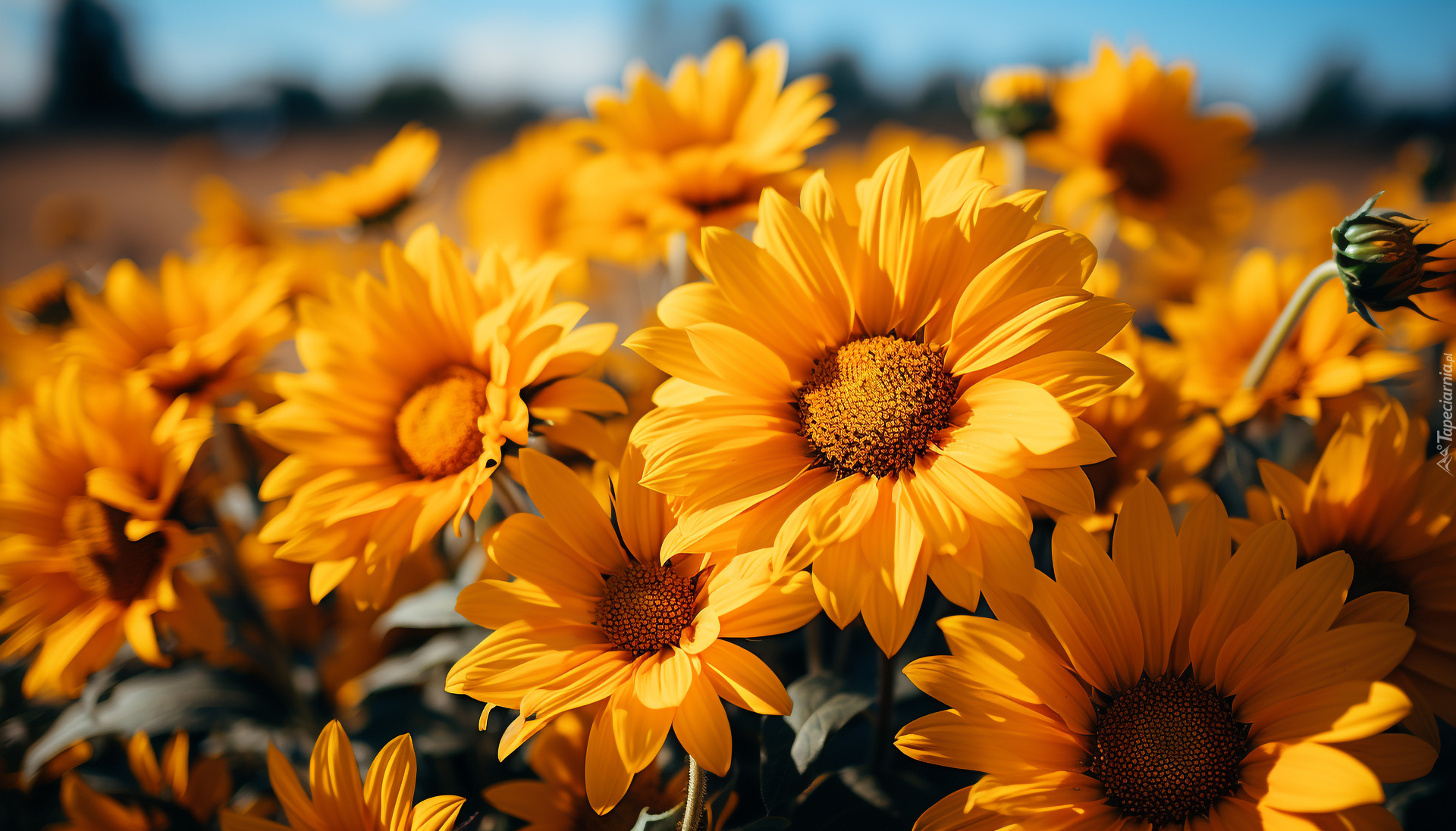 Żółte, Rozświetlone, Kwiaty