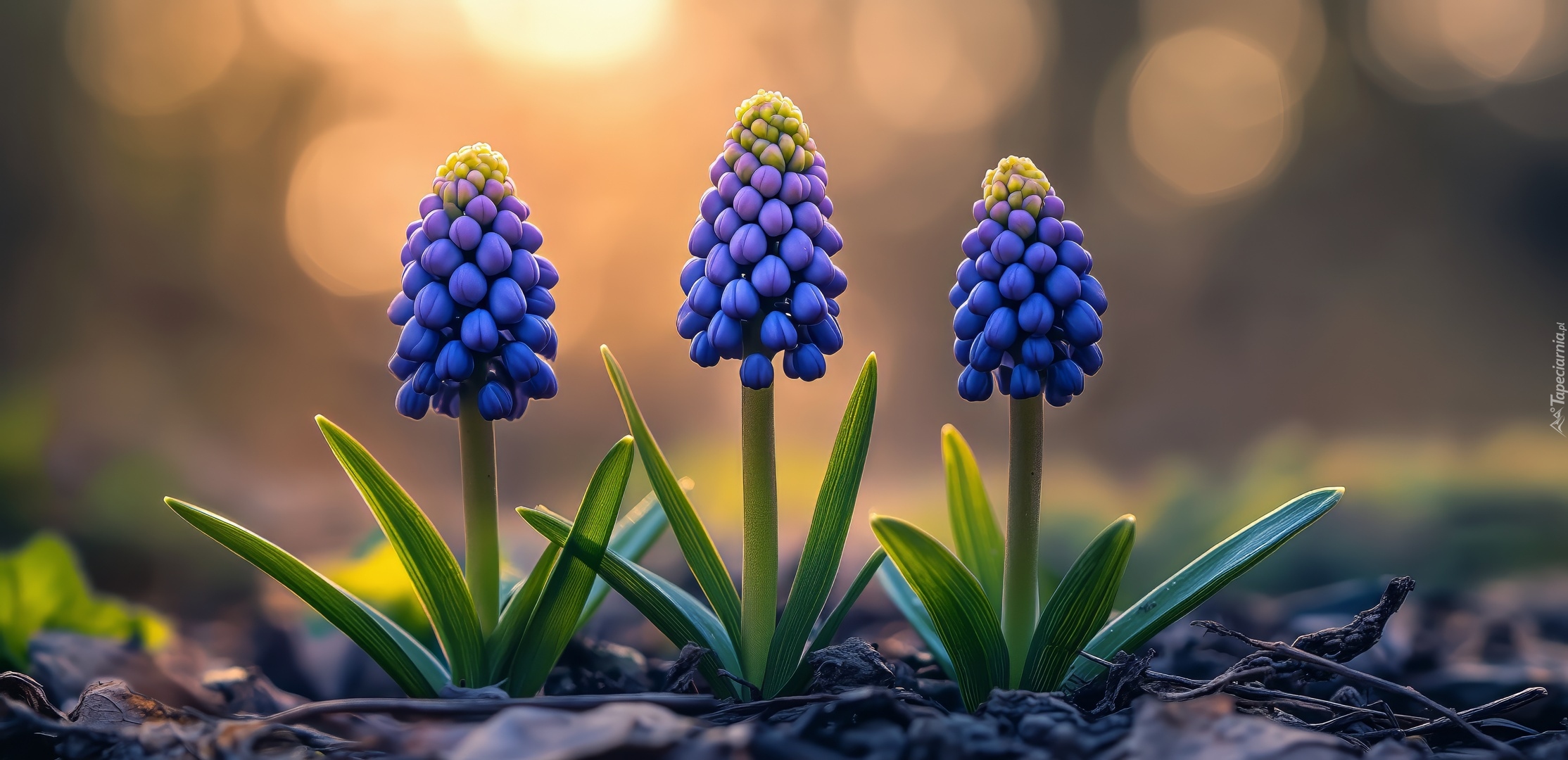 Niebieskie, Szafirki, Kwiaty, Listki, Grafika AI