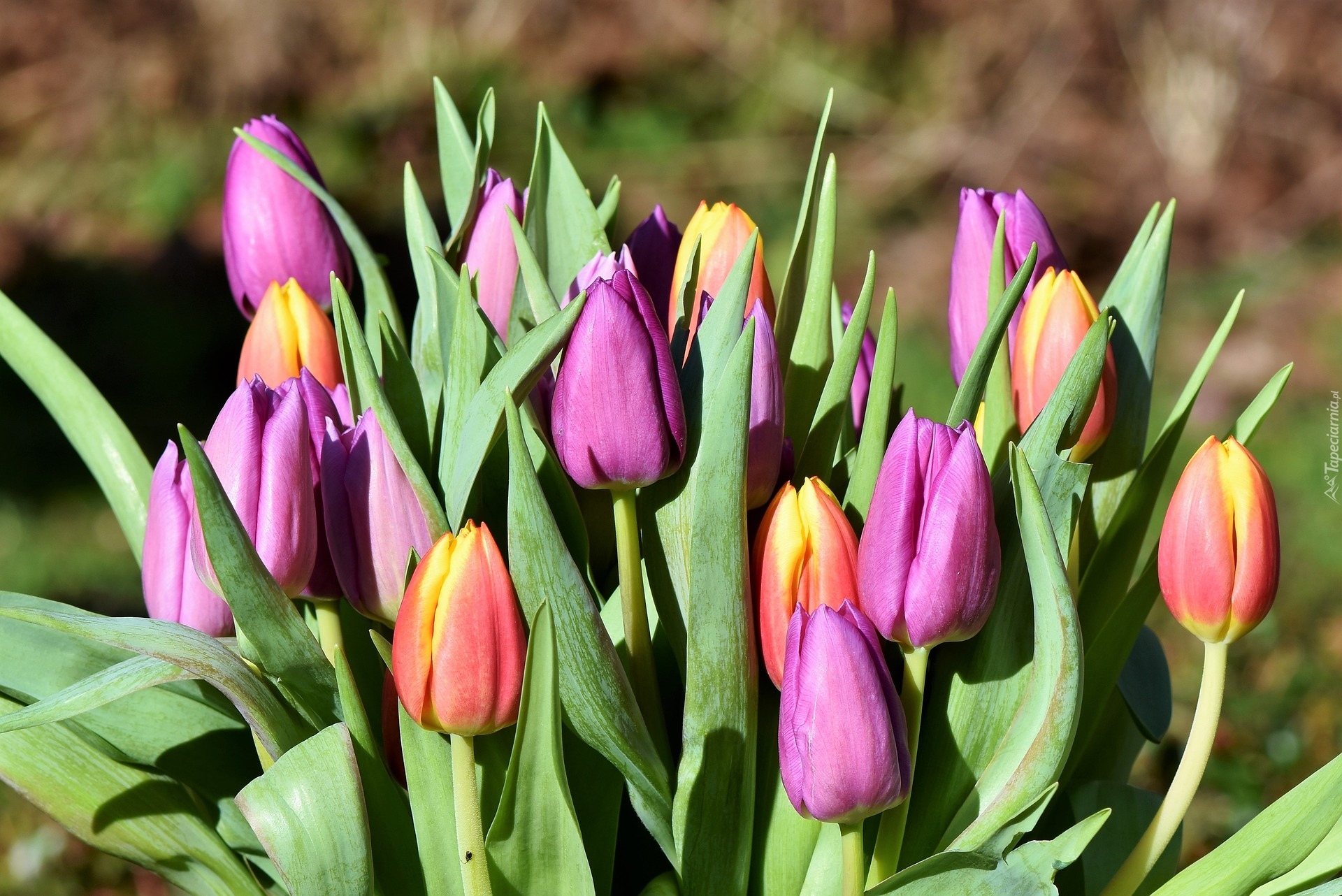 Kwiaty, Tulipany, Fioletowe, Czerwono-żółte