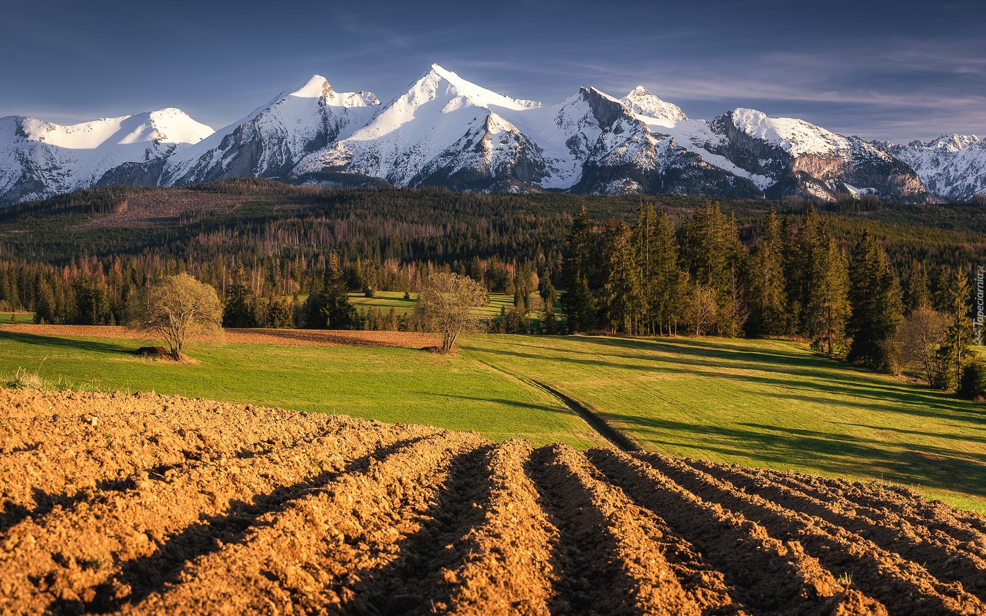 Góry, Tatry, Las, Drzewa, Pole, Polska