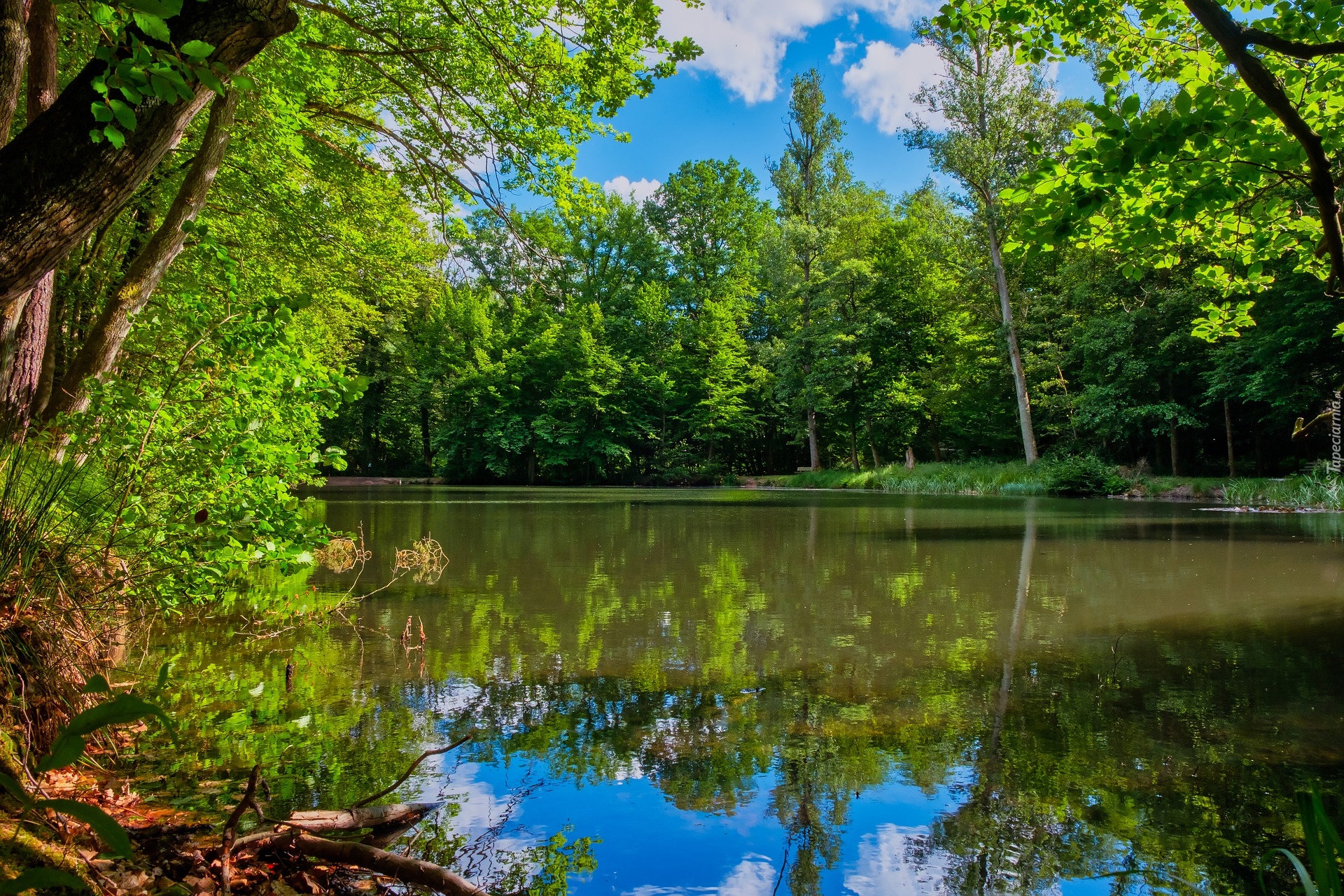 Staw, Drzewa, Słoneczny, Dzień