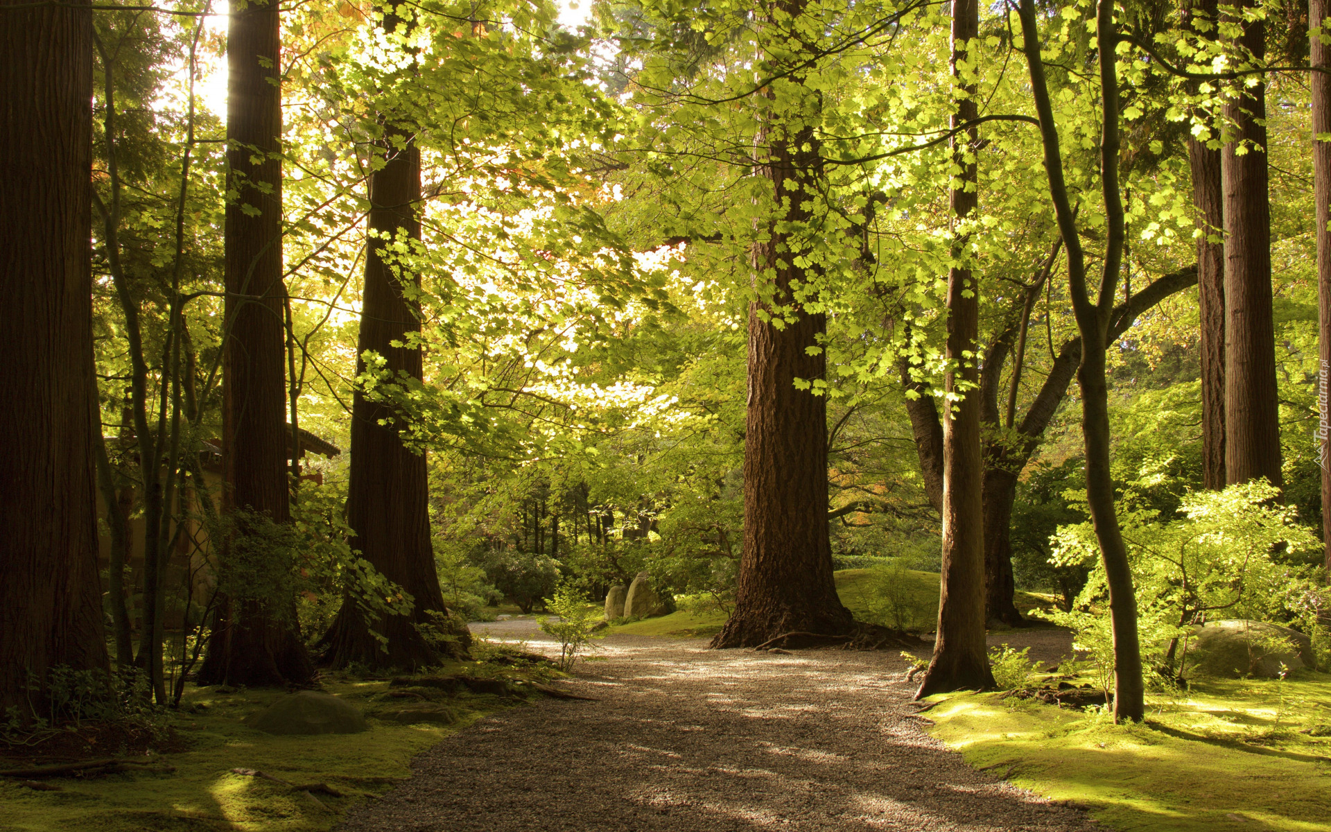 Park, Zielone, Drzewa, Droga, Światło, Słoneczne