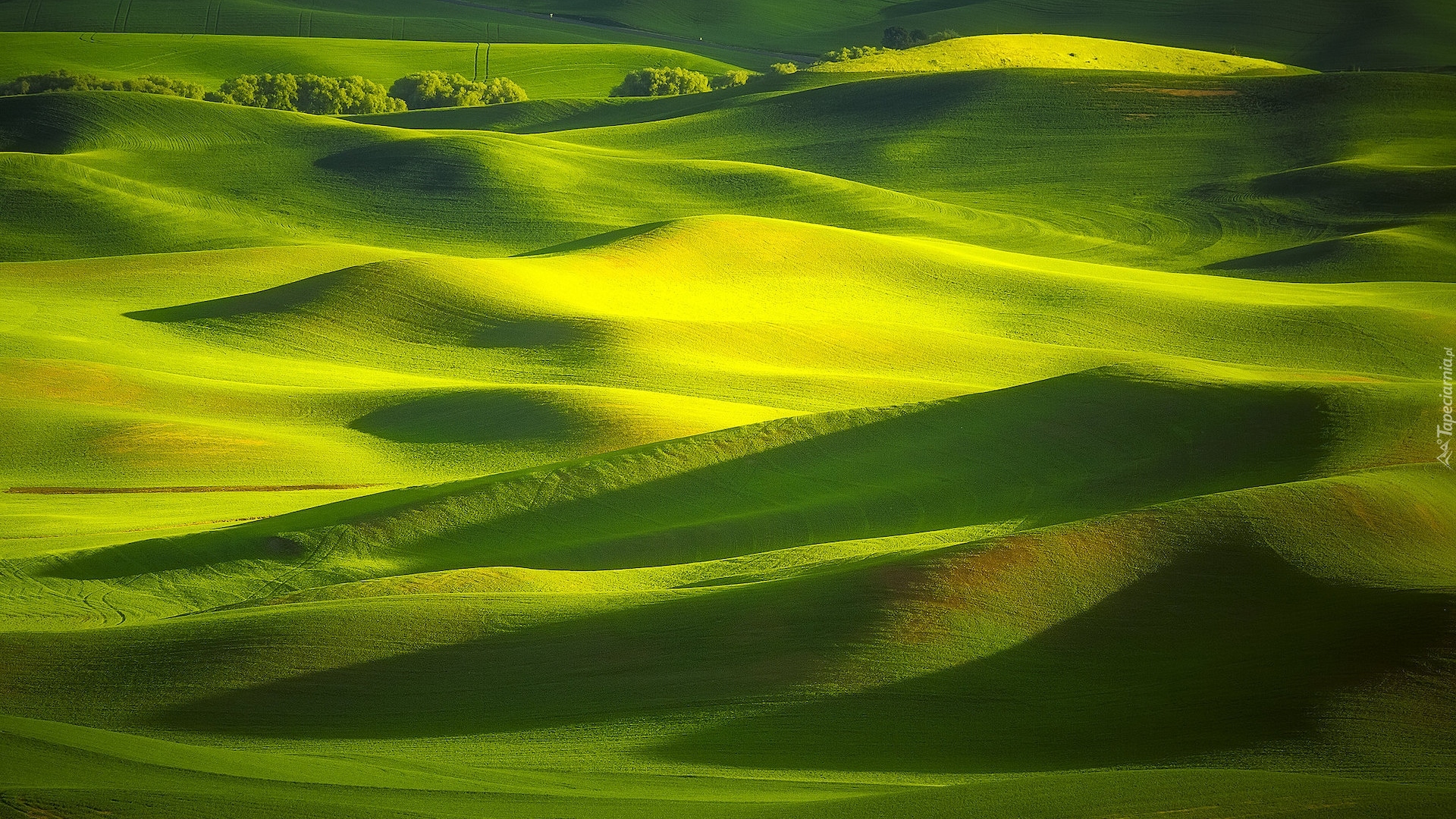 Pola, Łąki, Drzewa, Wzgórza, Palouse, Stan Waszyngton, Stany Zjednoczone