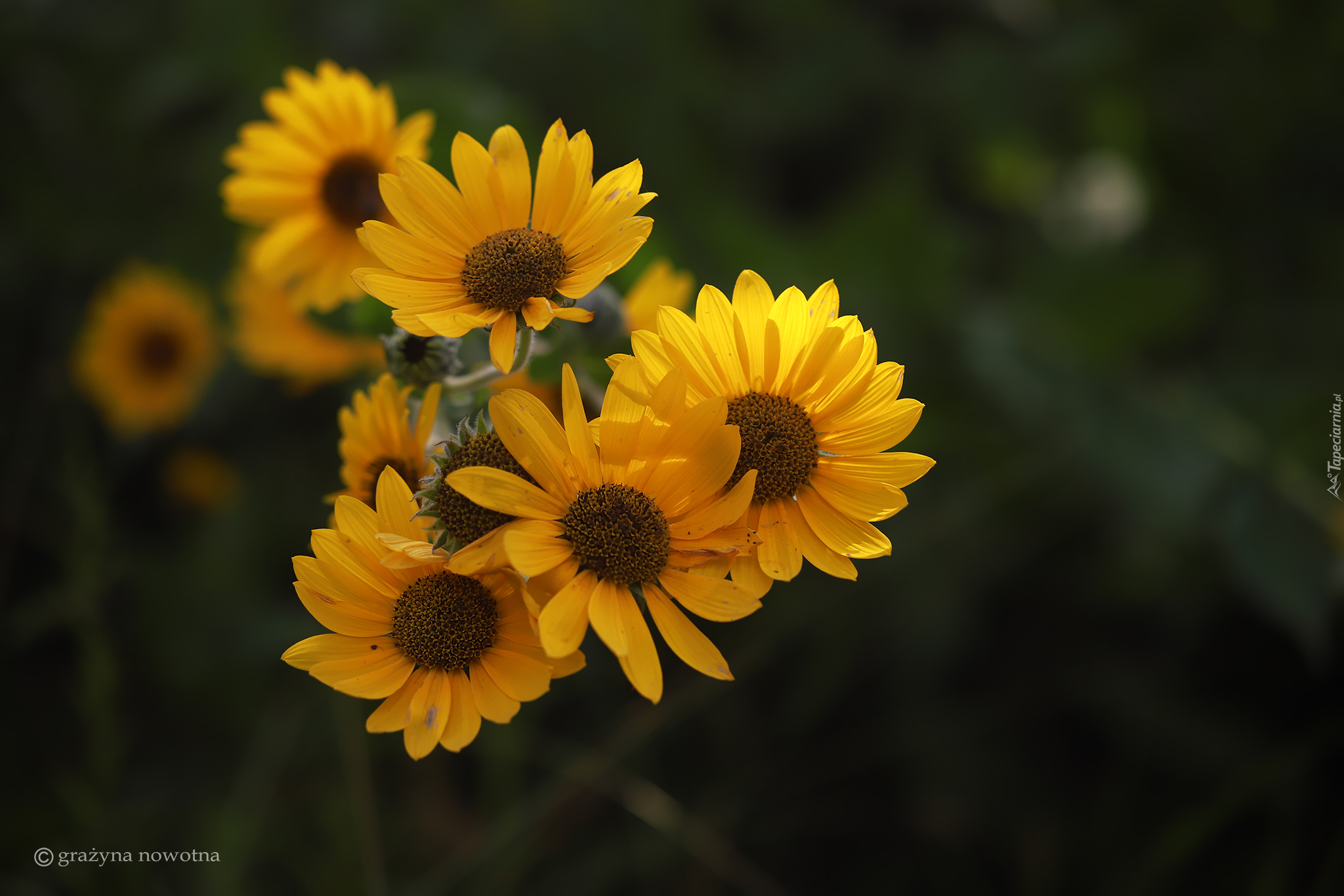 Zbliżenie, Żółte, Kwiaty
