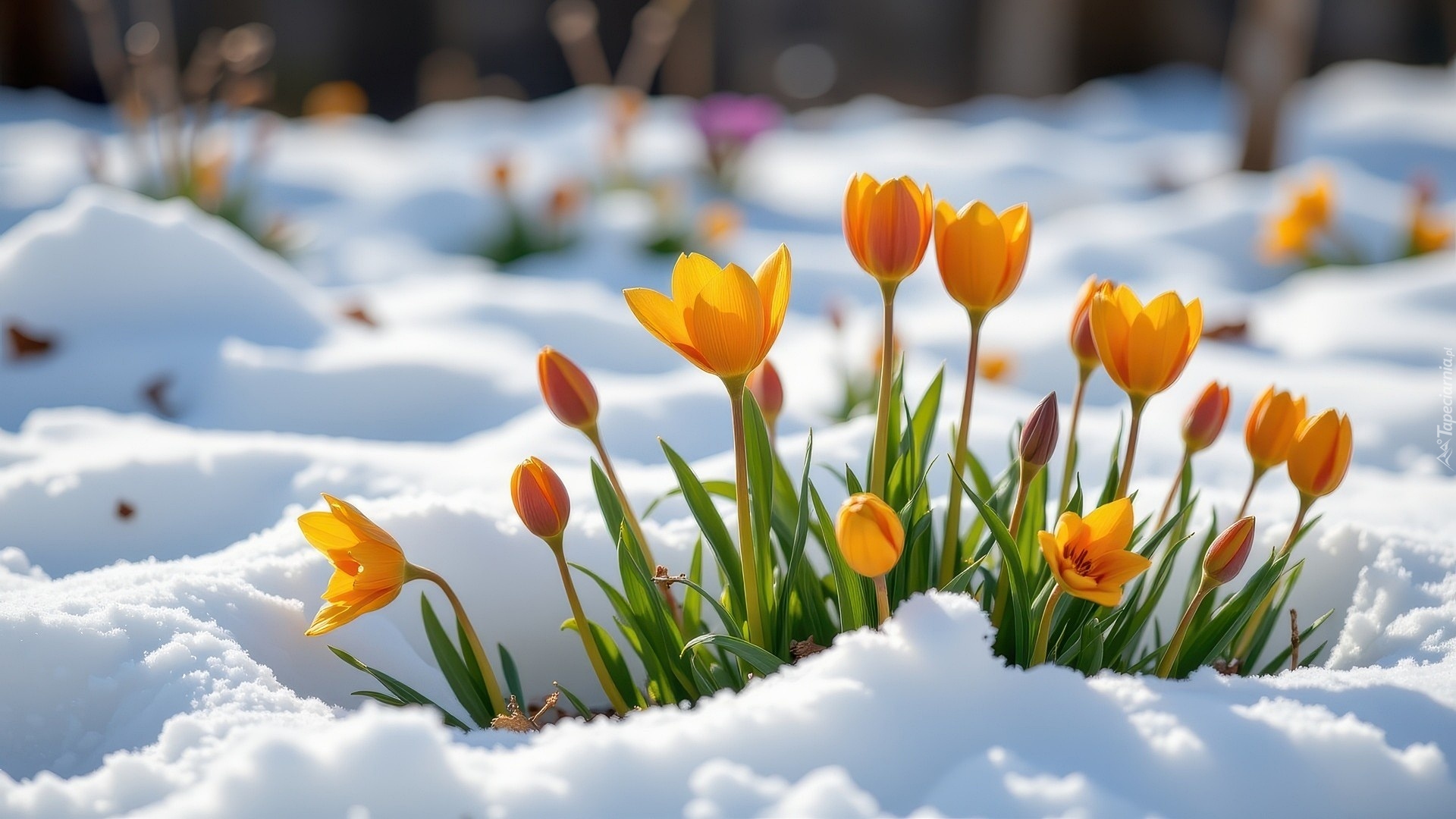 Zima, Śnieg, Żółte, Kwiaty