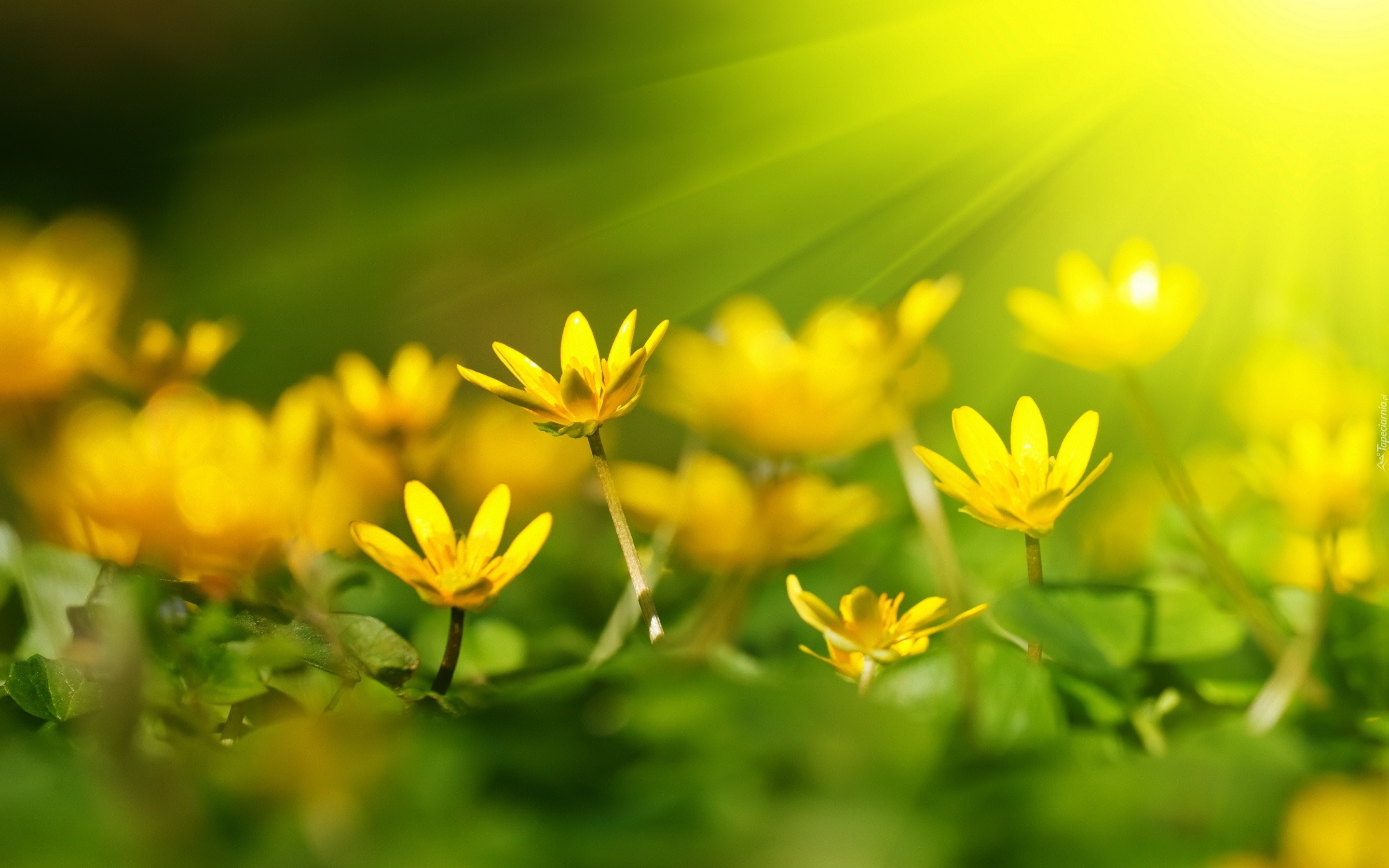 Żółte, Kwiaty, Promienie słońca