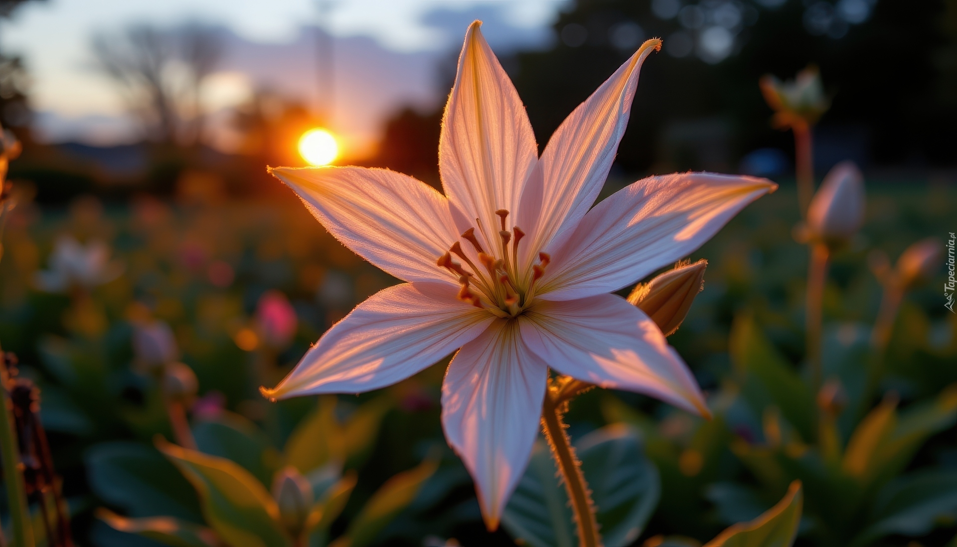 Rozświetlony, Biało-różowy, Kwiat