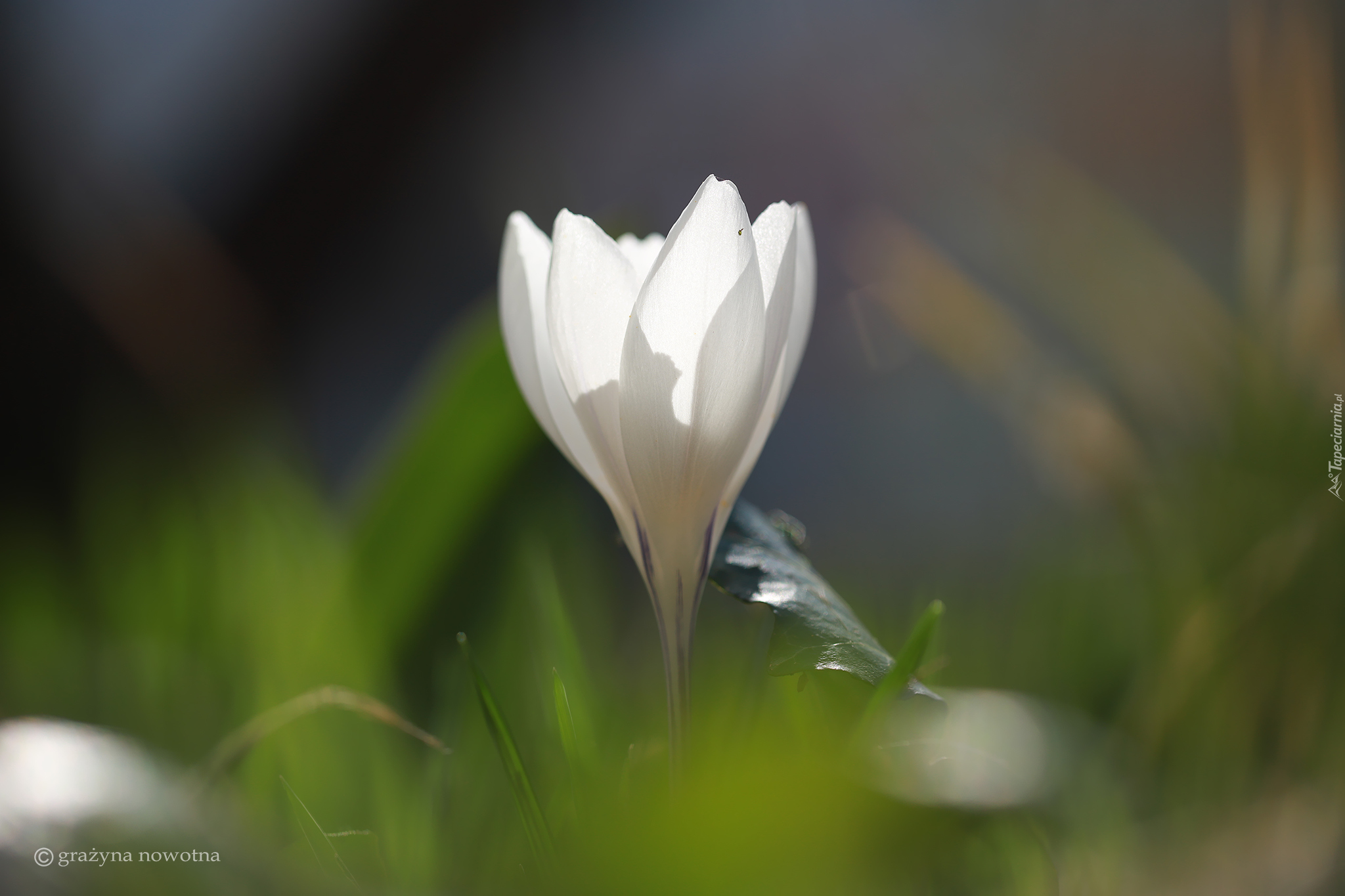 Biały, Rozświetlony, Krokus, Kwiat