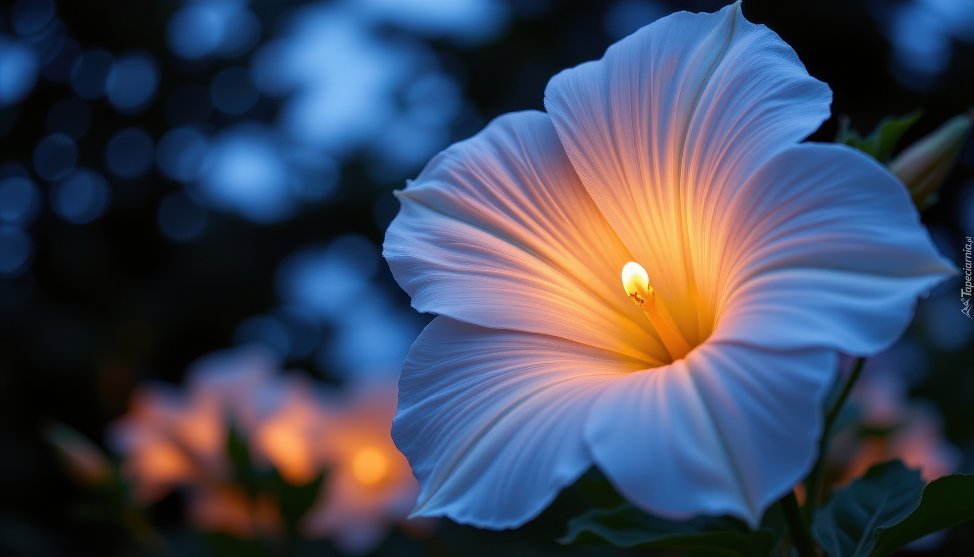 Biały, Kwiat, Ciemne, Tło