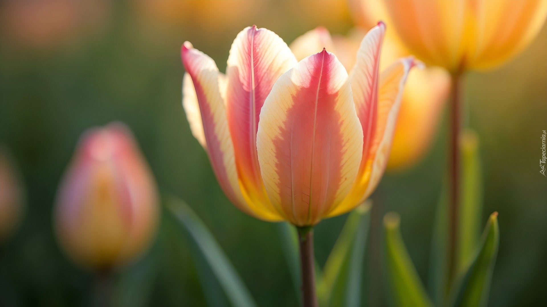 Kwiat, Dwukolorowy, Tulipan