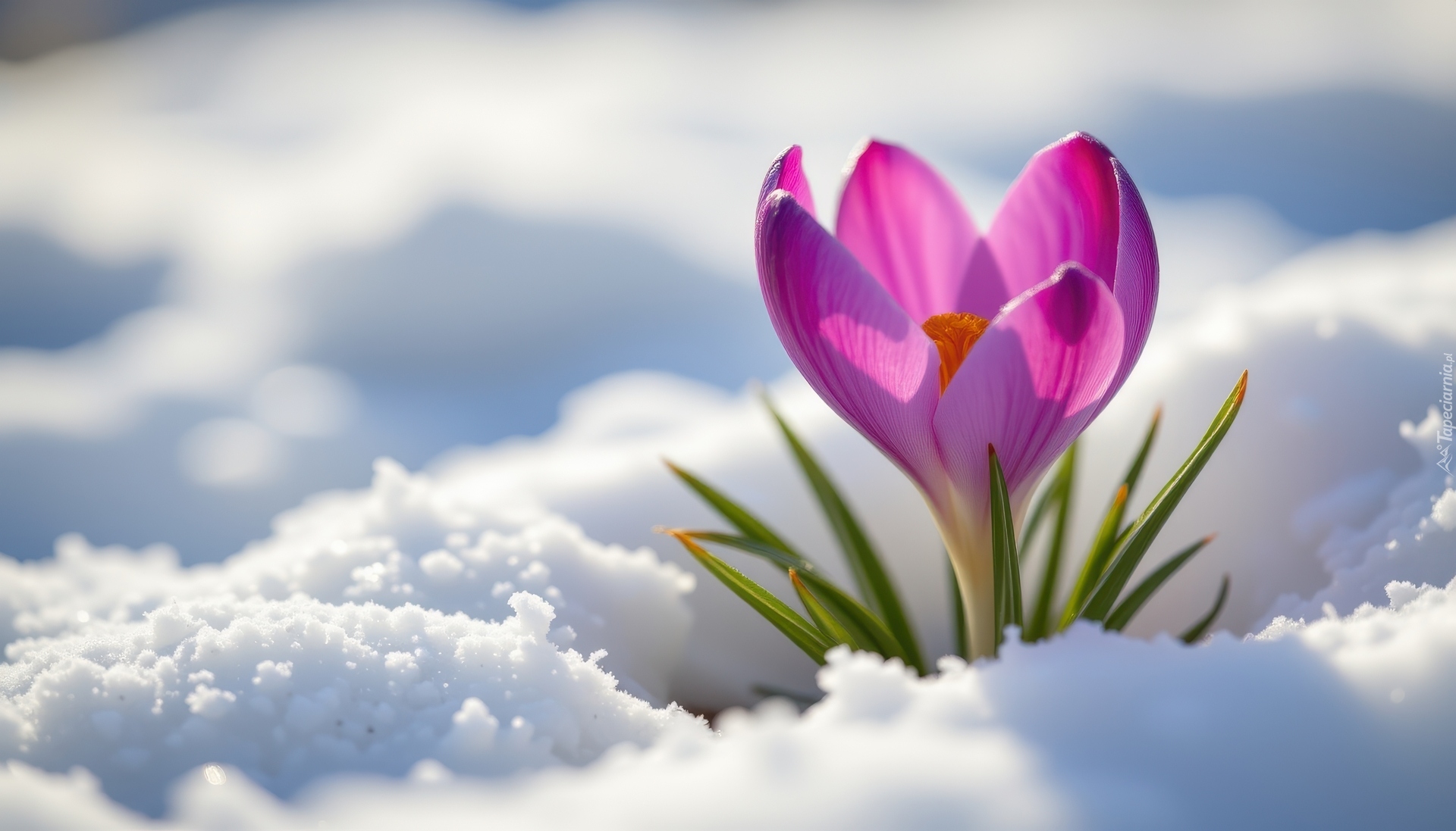 Kwiat, Fioletowy, Krokus, Listki, Śnieg