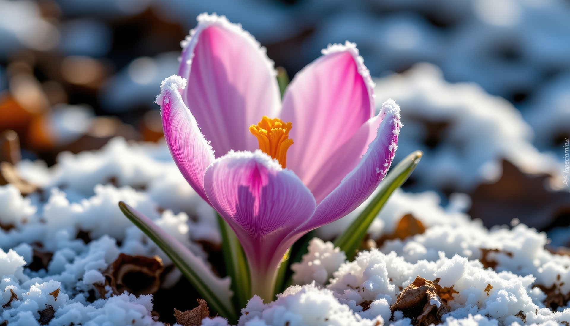 Kwiat, Krokus, Śnieg, Grafika AI