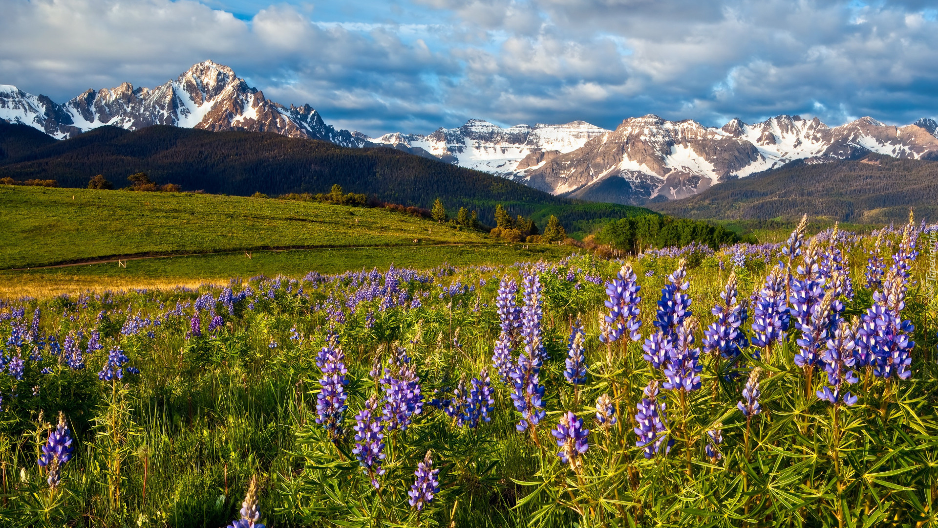 Stany Zjednoczone, Kolorado, San Juan Mountains, Mount Sneffels, Góry, Łąka, Kwiaty, Łubin, Drzewa, Zieleń, Chmury
