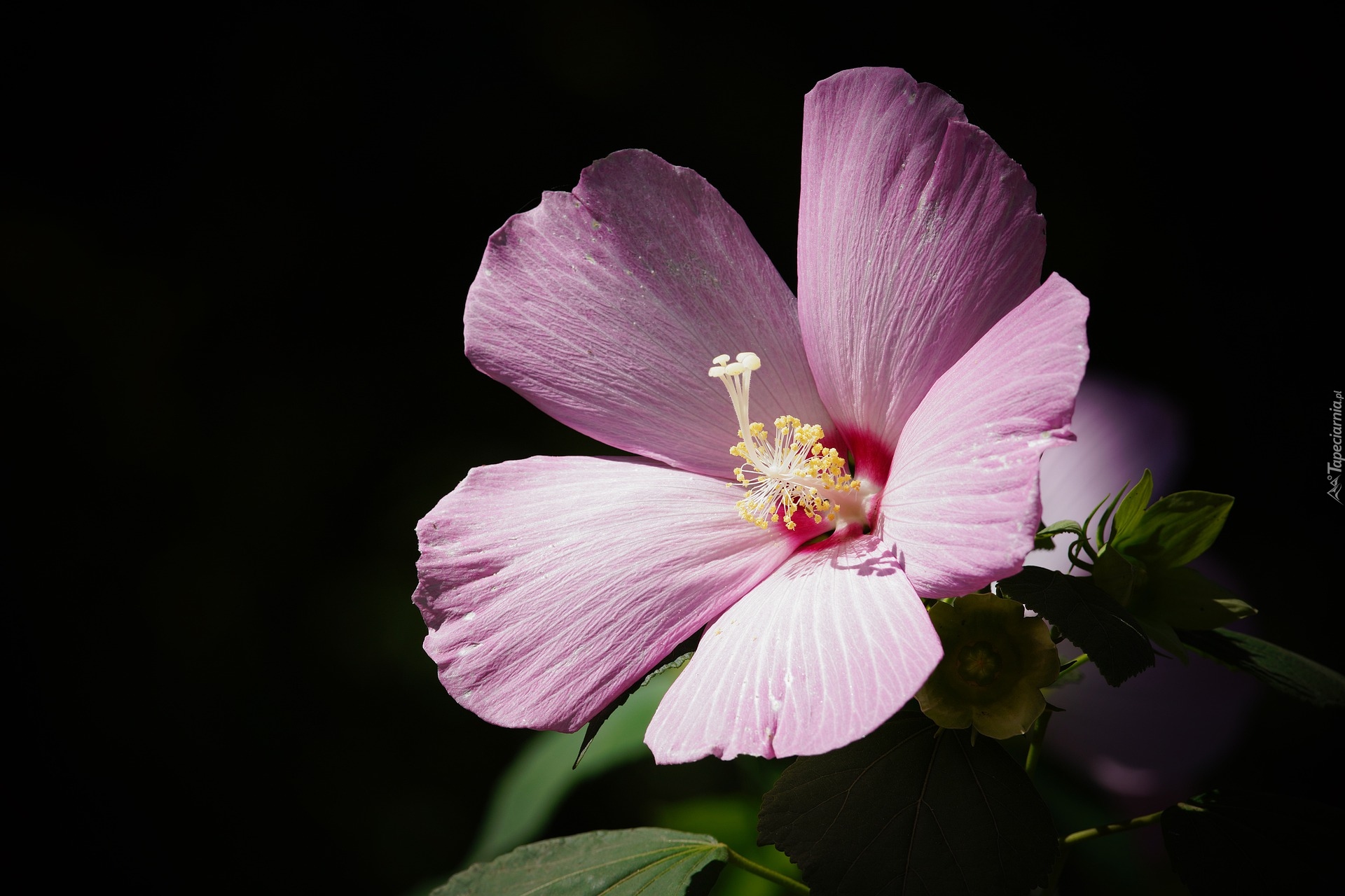 Fioletowy, Kwiat, Hibiskus, Ketmia, Czarne tło