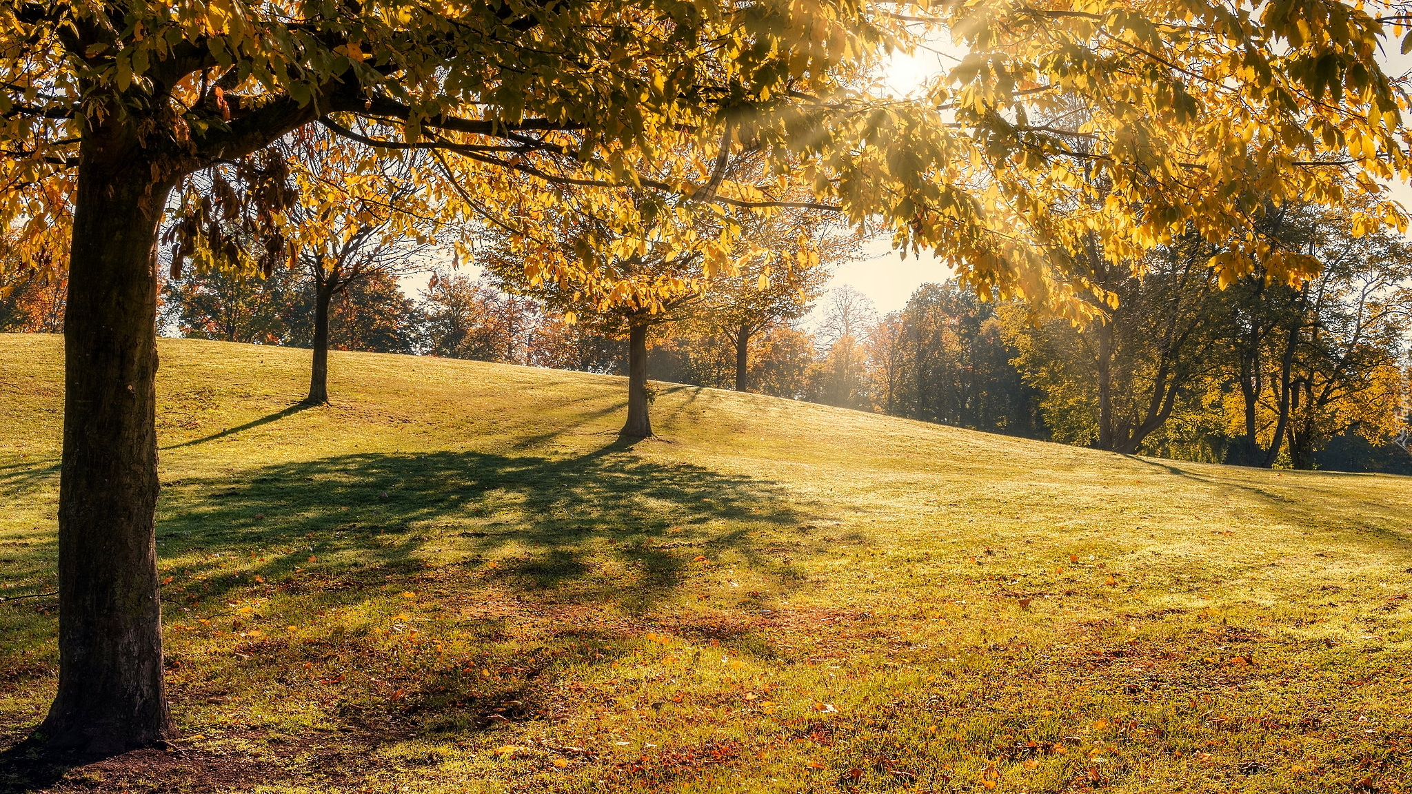 Jesień, Park, Drzewa, Słońce