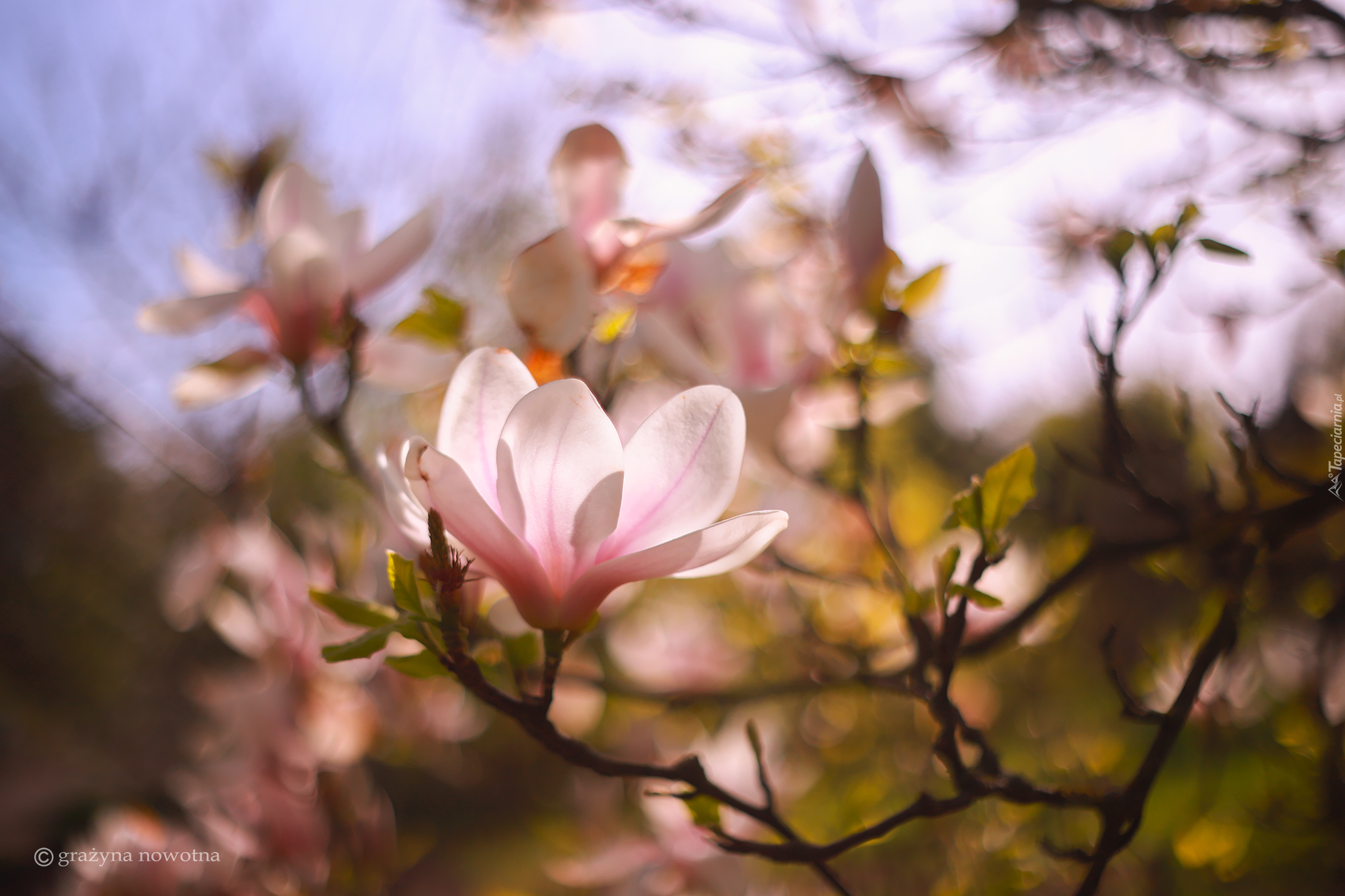 Magnolia, Różowy, Kwiat, Gałązki