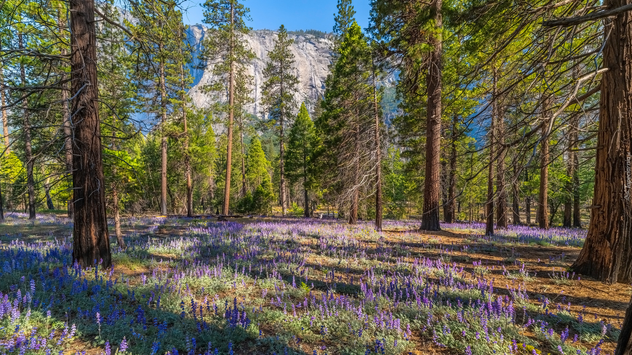 Góry, Las, Drzewa, Kwiaty, Łubin, Park Narodowy Yosemite, Kalifornia, Stany Zjednoczone