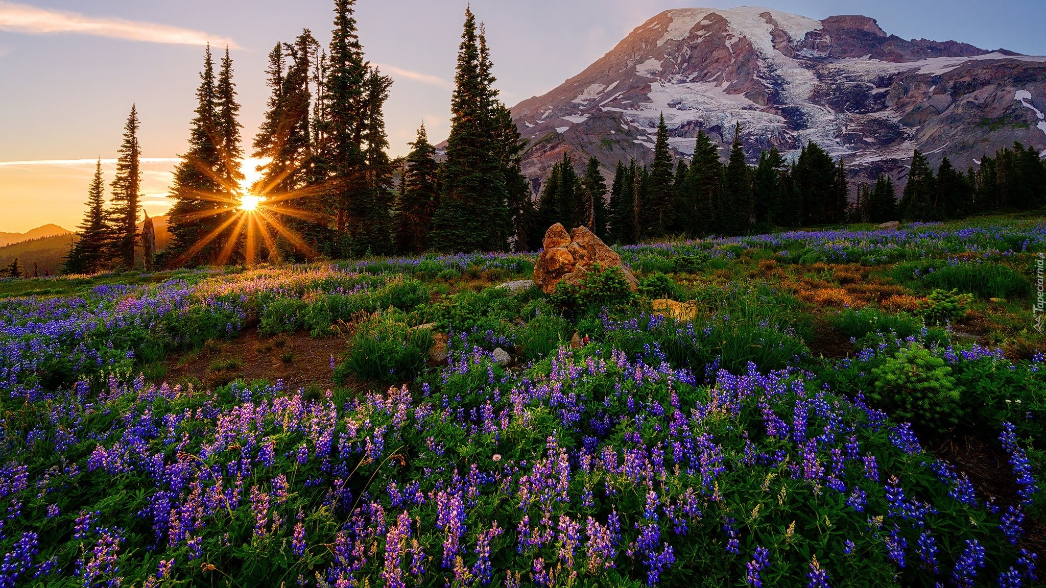 Góra, Drzewa, Świerki, Łąka, Kwiaty, Łubin, Park Narodowy Mount Rainier, Stan Waszyngton, Stany Zjednoczone