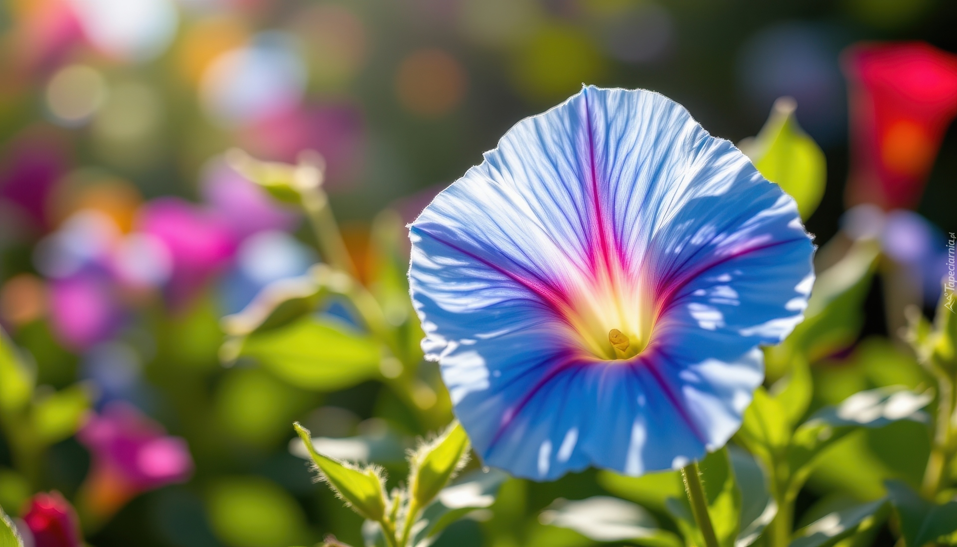 Niebiesko-różowy, Kwiat, Powój