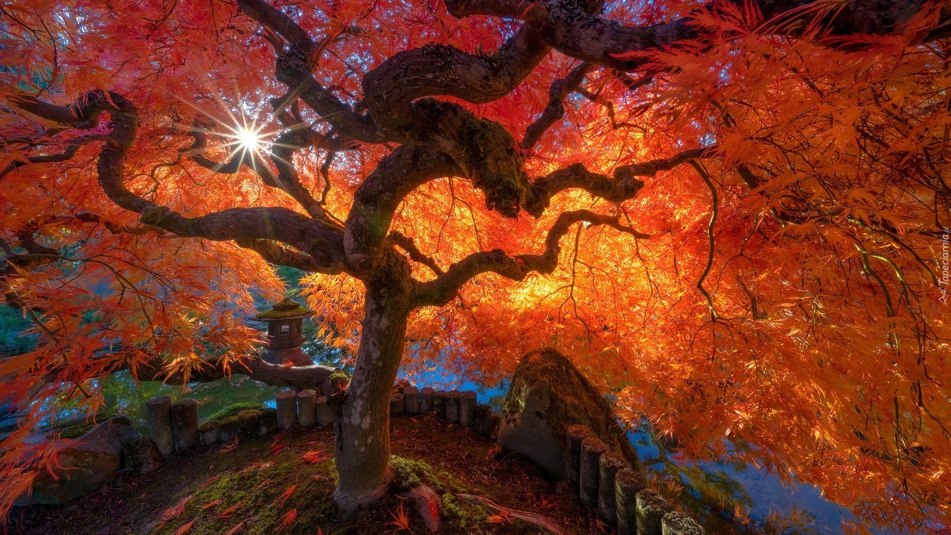 Drzewo, Klon palmowy, Promienie słońca, Liście, Jesień