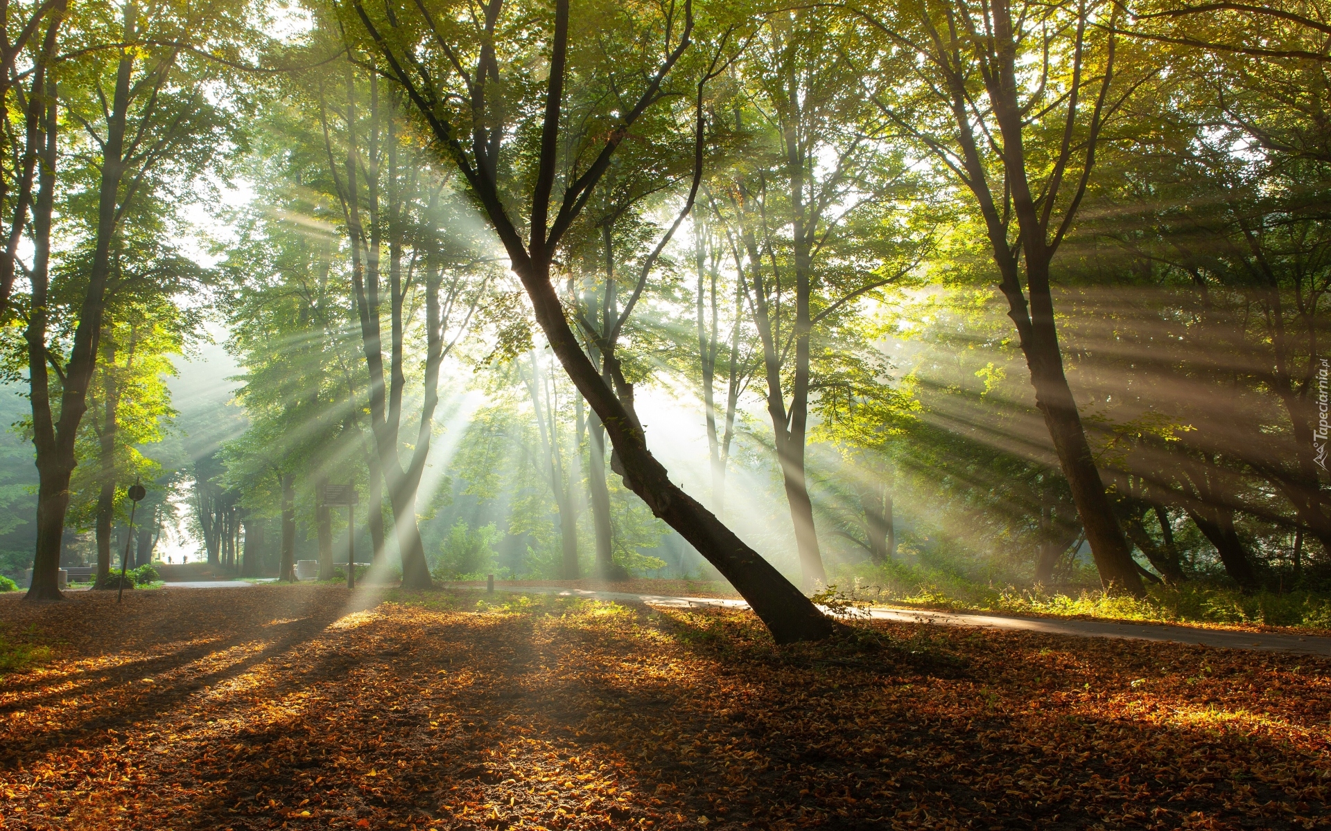 Park, Drzewa, Przebijające światło, Słoneczne, Alejka, Jesień