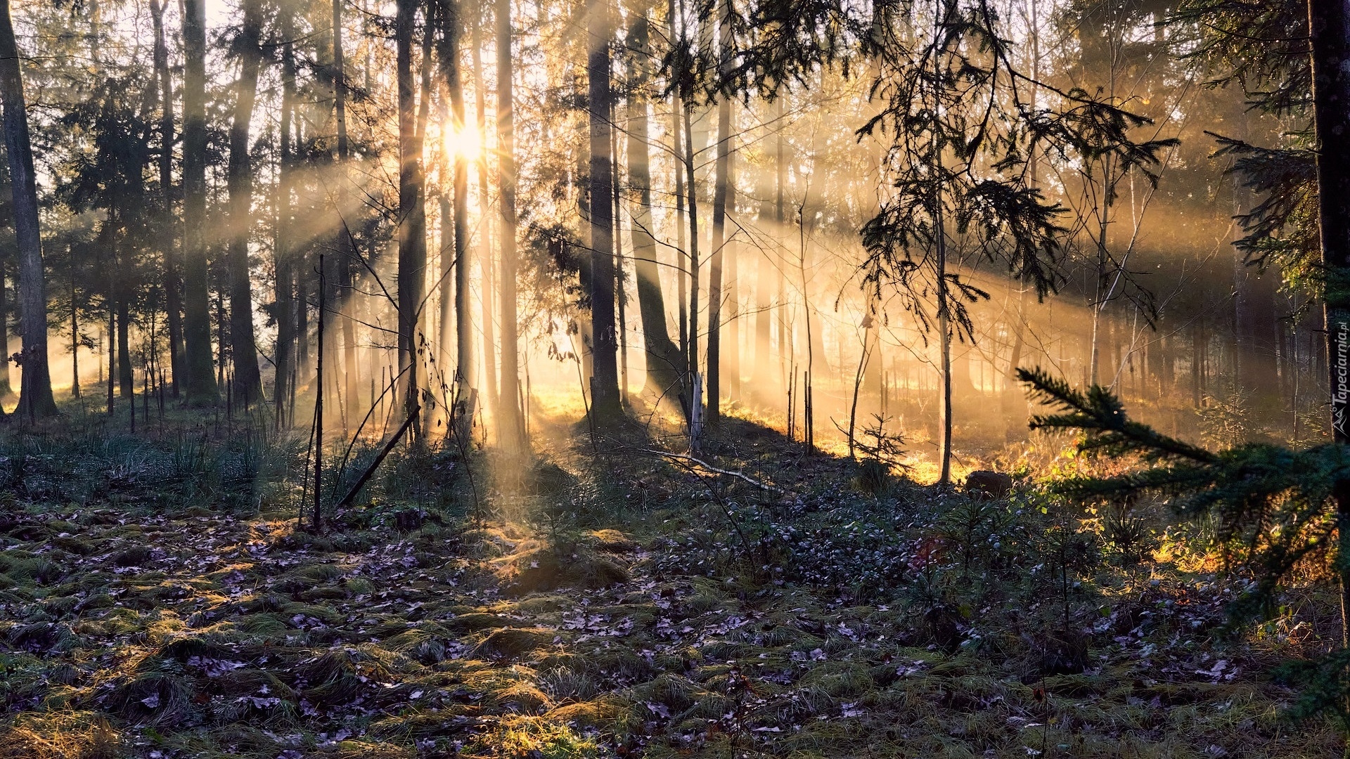 Las, Przebijające światło, Słońce, Drzewa, Trawa