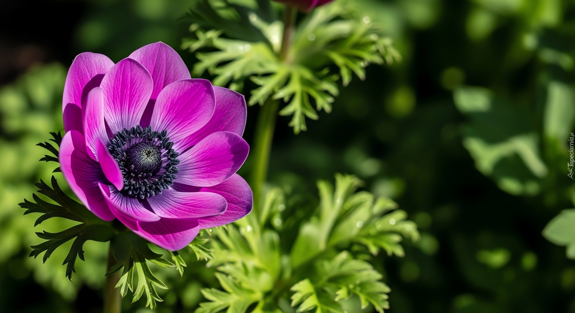 Anemon, Zawilec, Purpurowy, Kwiat