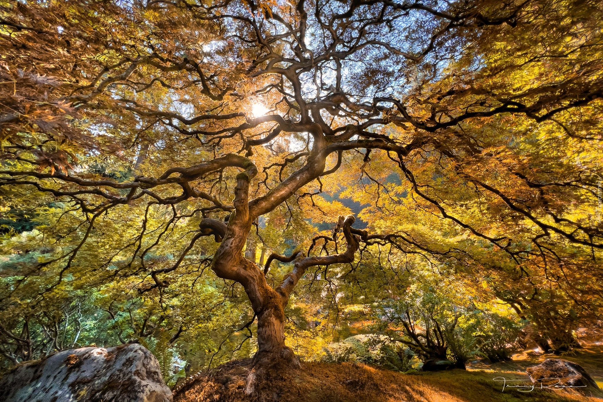 Drzewo, Klon japoński, Promienie słońca