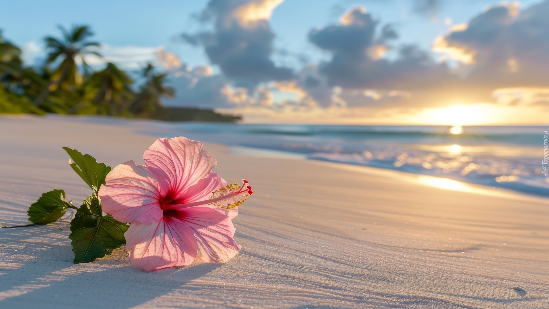 Kwiat, Hibiskus, Piasek, Plaża