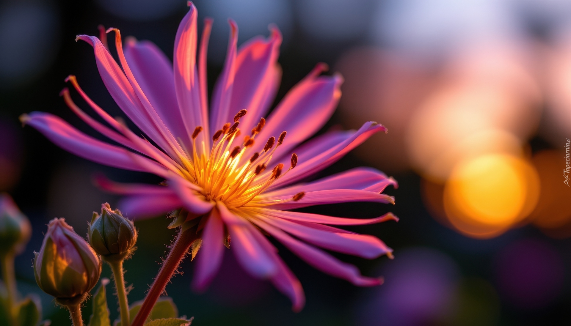 Różowy, Kwiat, Pąki, Makro