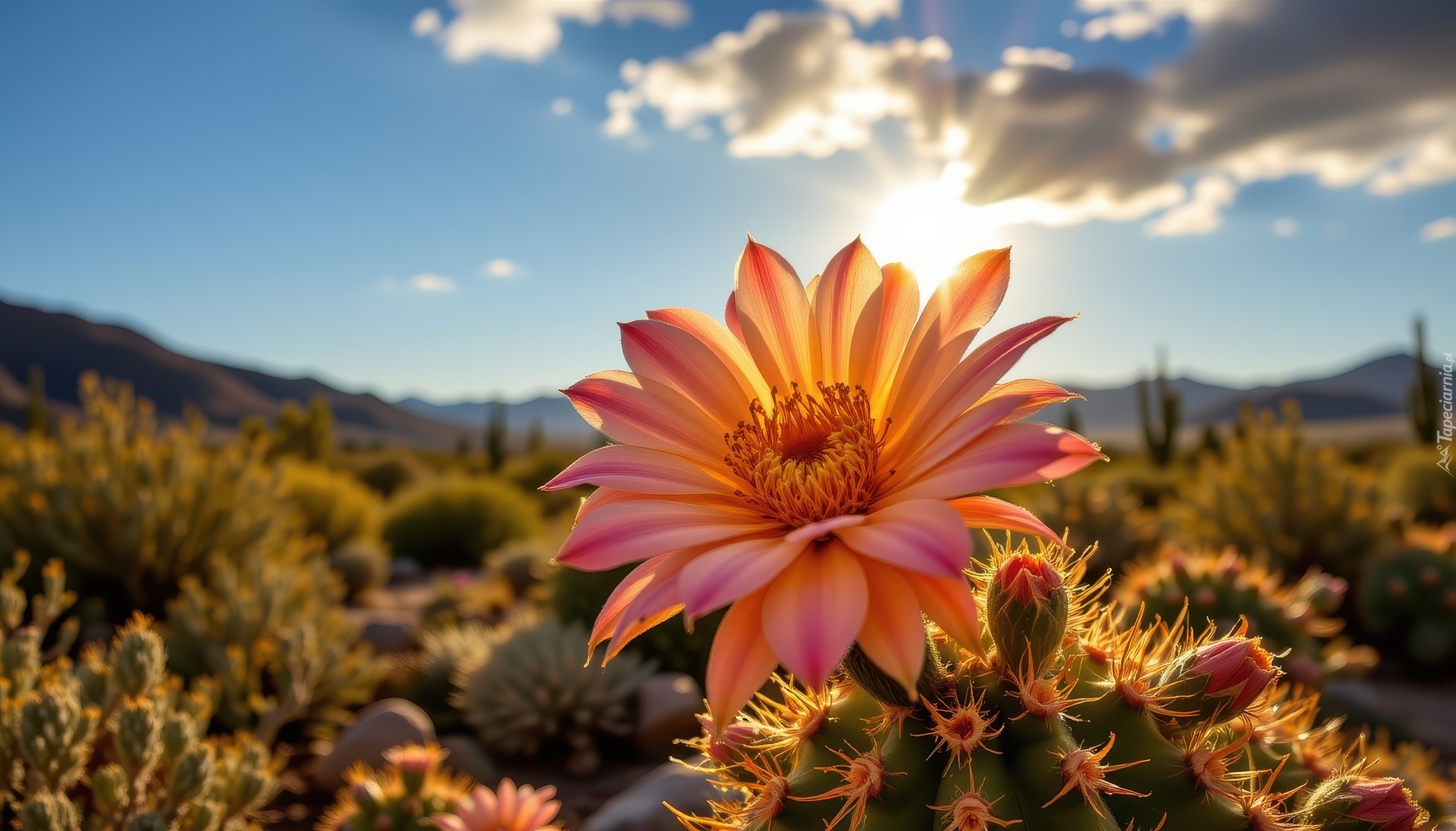 Kaktus, Kwiat, Niebo, Słońce, Grafika AI